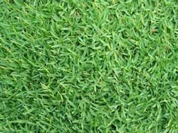 Carpetgrass
