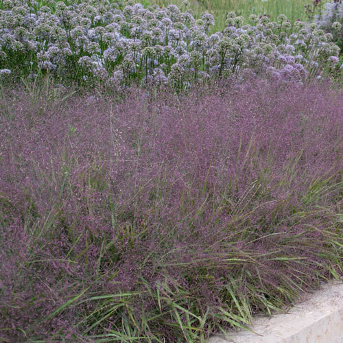 Purple Lovegrass