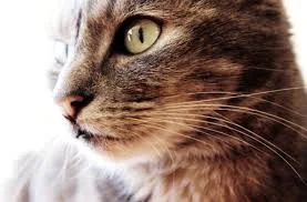 Chattanooga Pet Club for Cats
