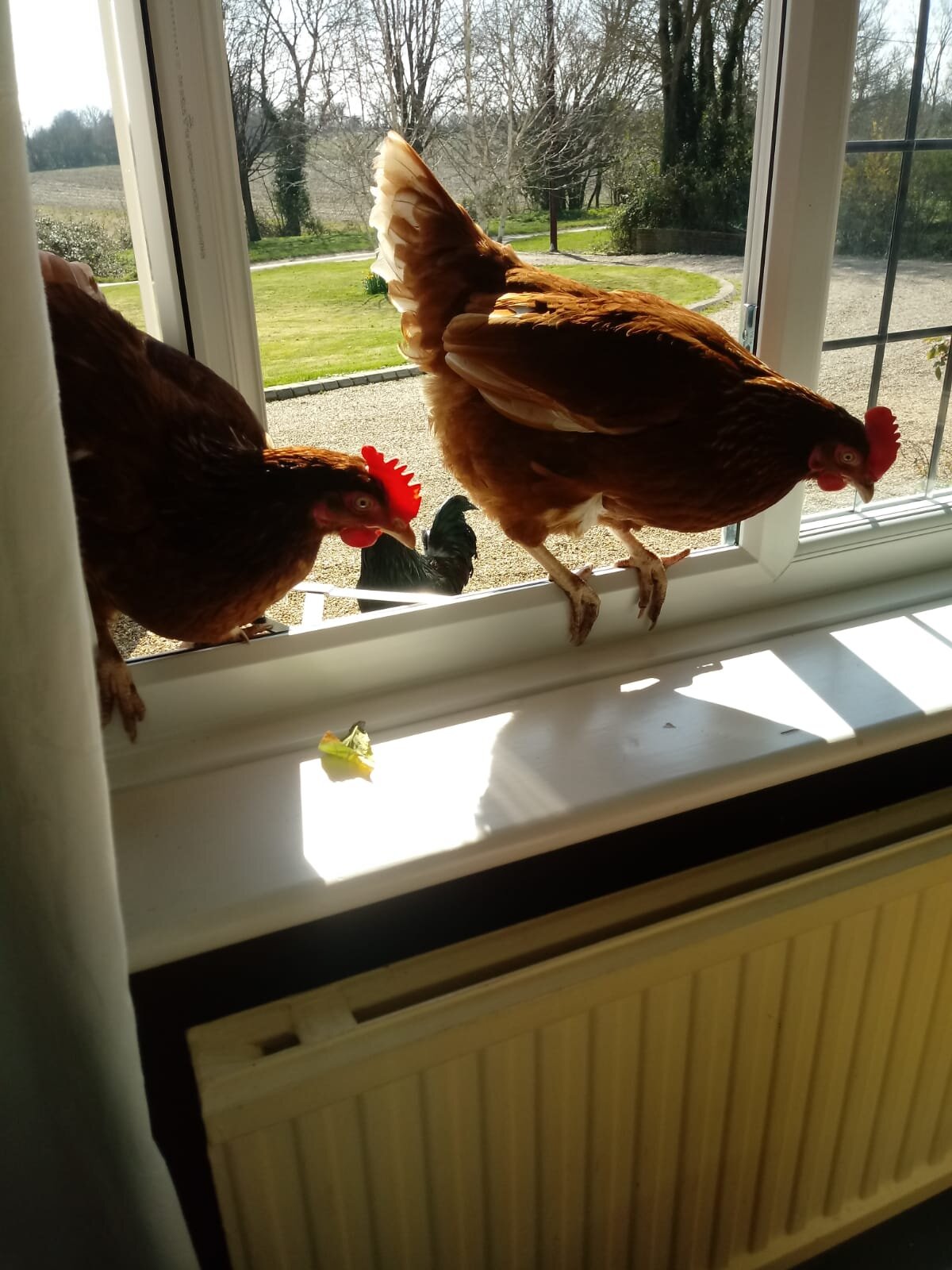 Working from home can have its challenges!
