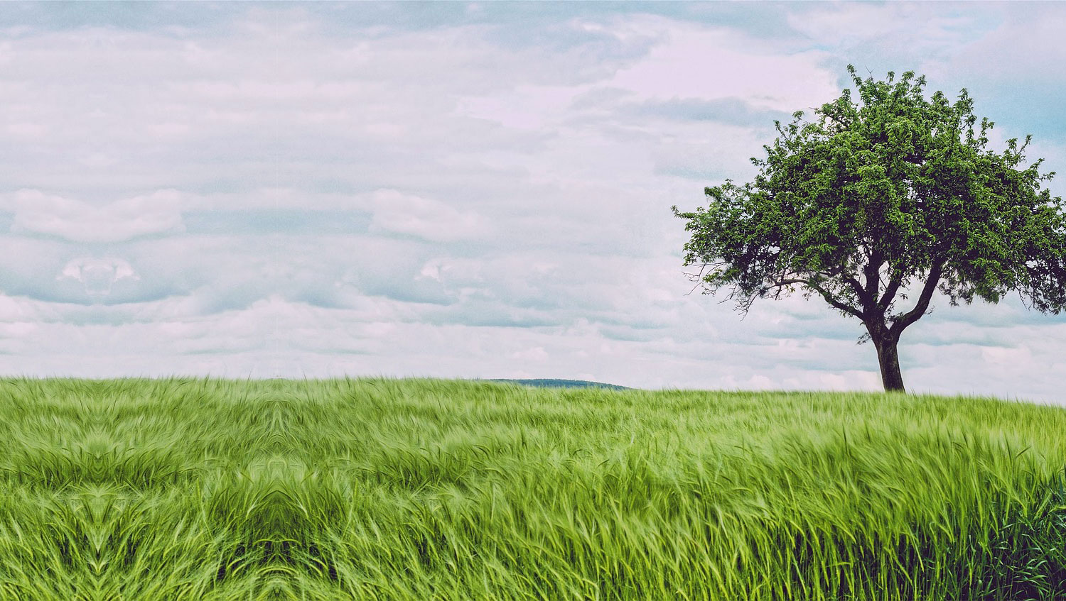 background-large.jpg