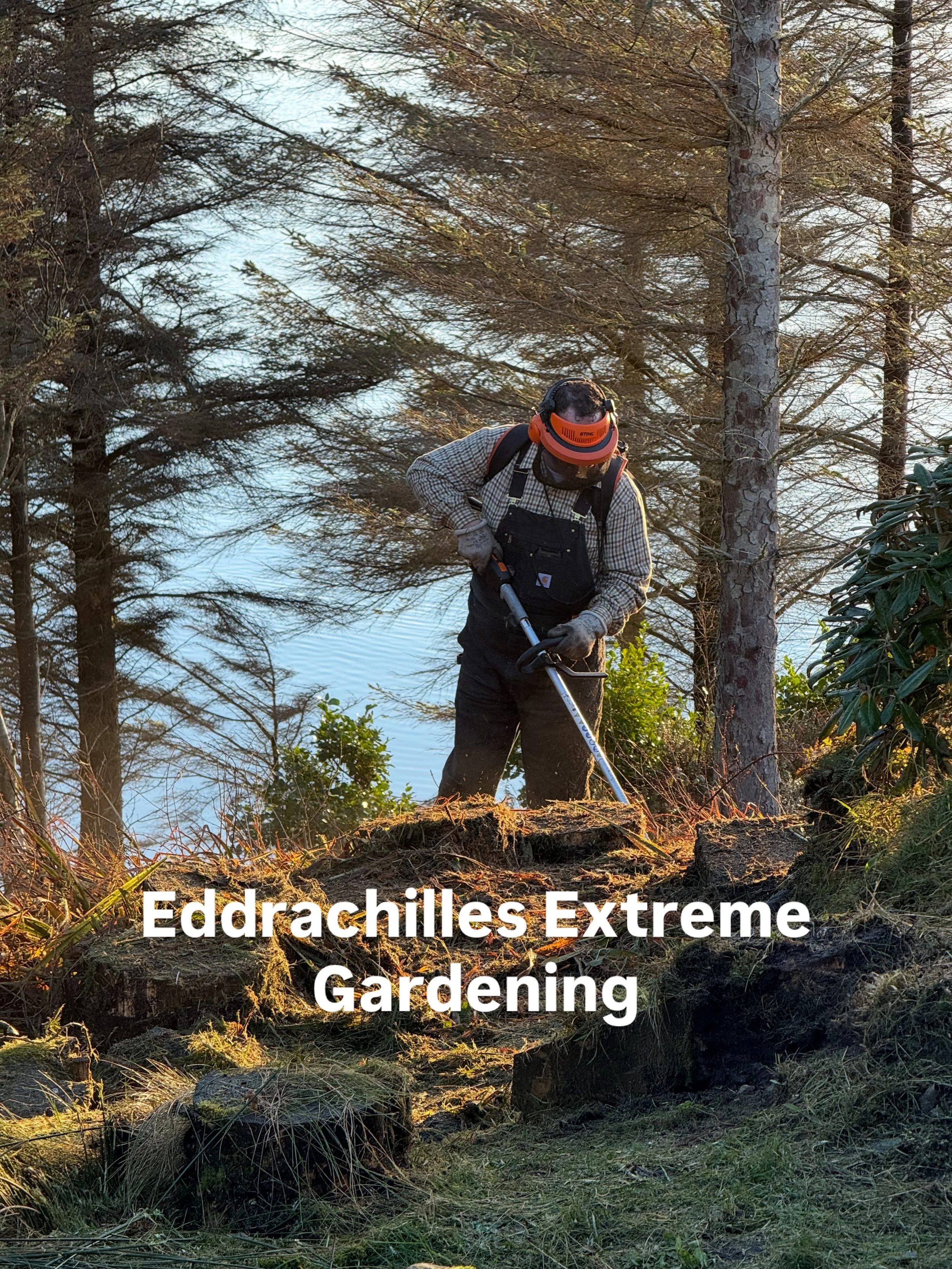Operating electric strimmer, hotelier Richard is clearing ground for new  steps to the shore.  The ground appears to fall away  behind him. Badcall Bay below,
