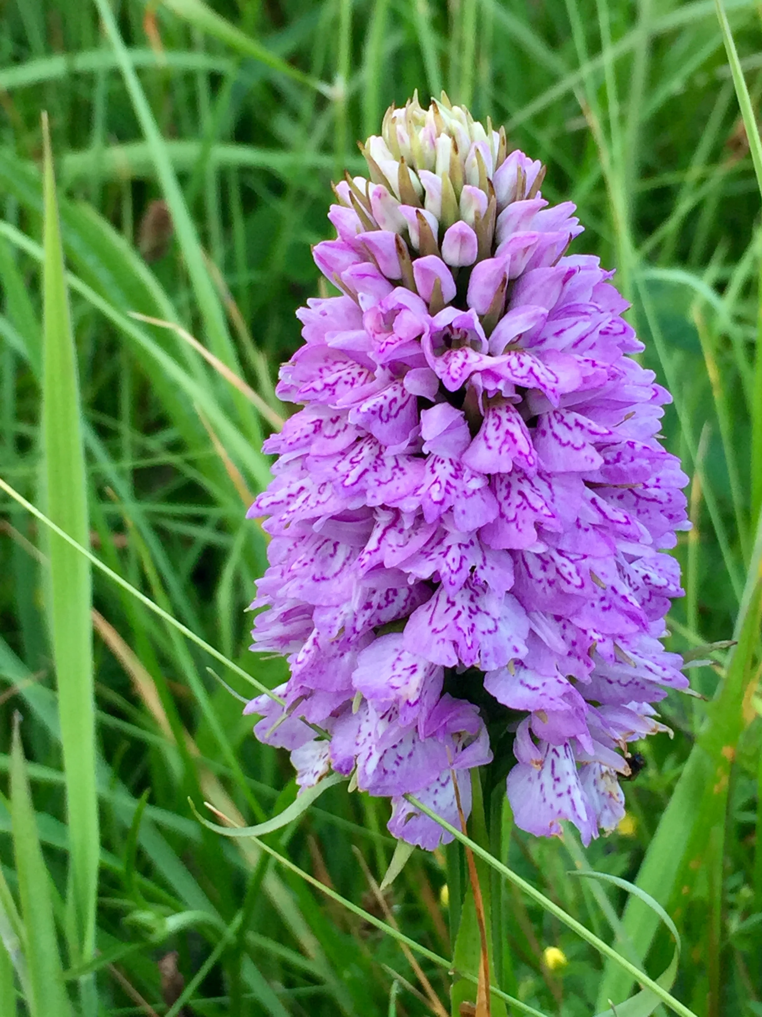 The heath spotted orchid,