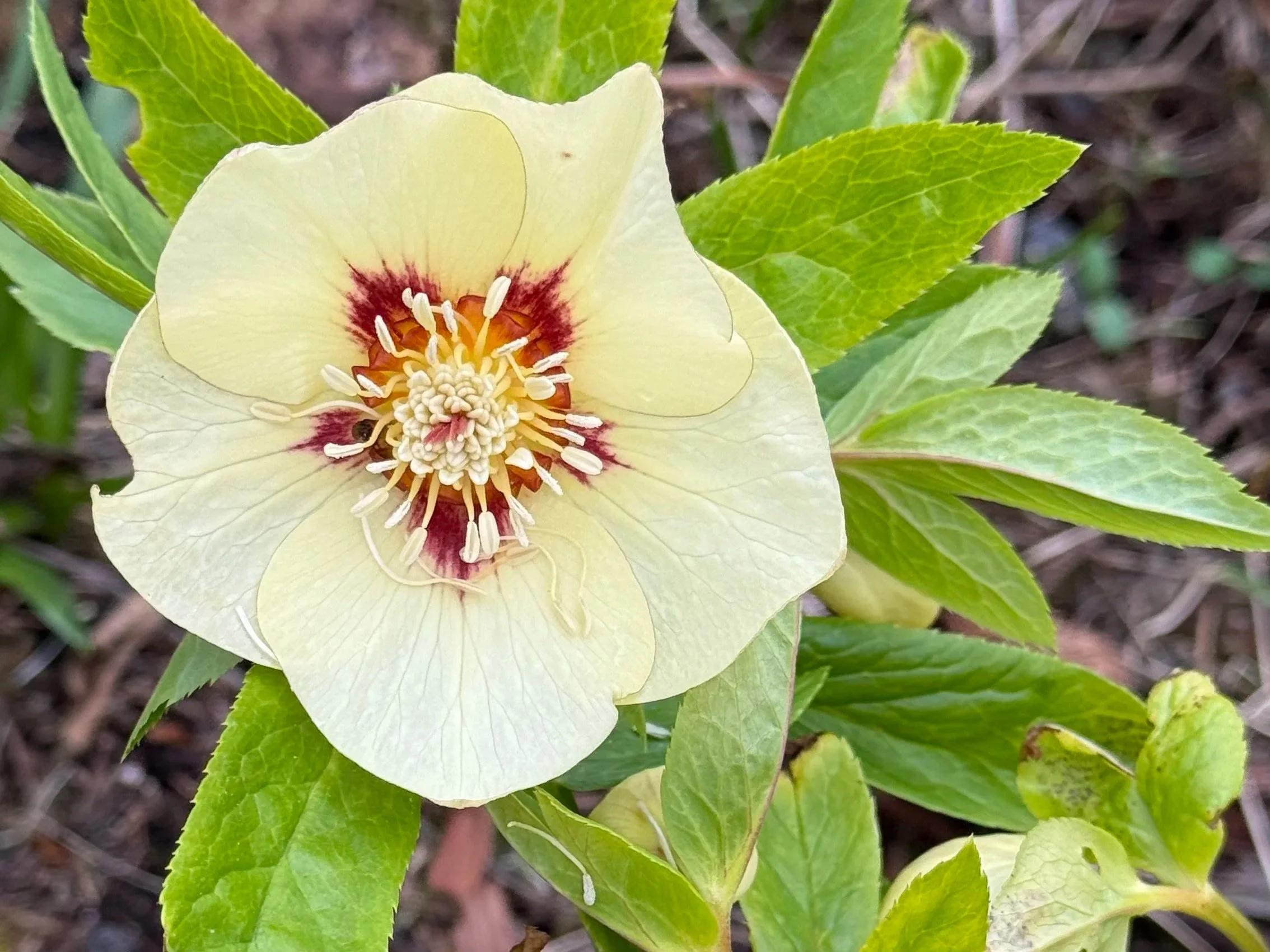 Mothering Sunday, a pause before we open