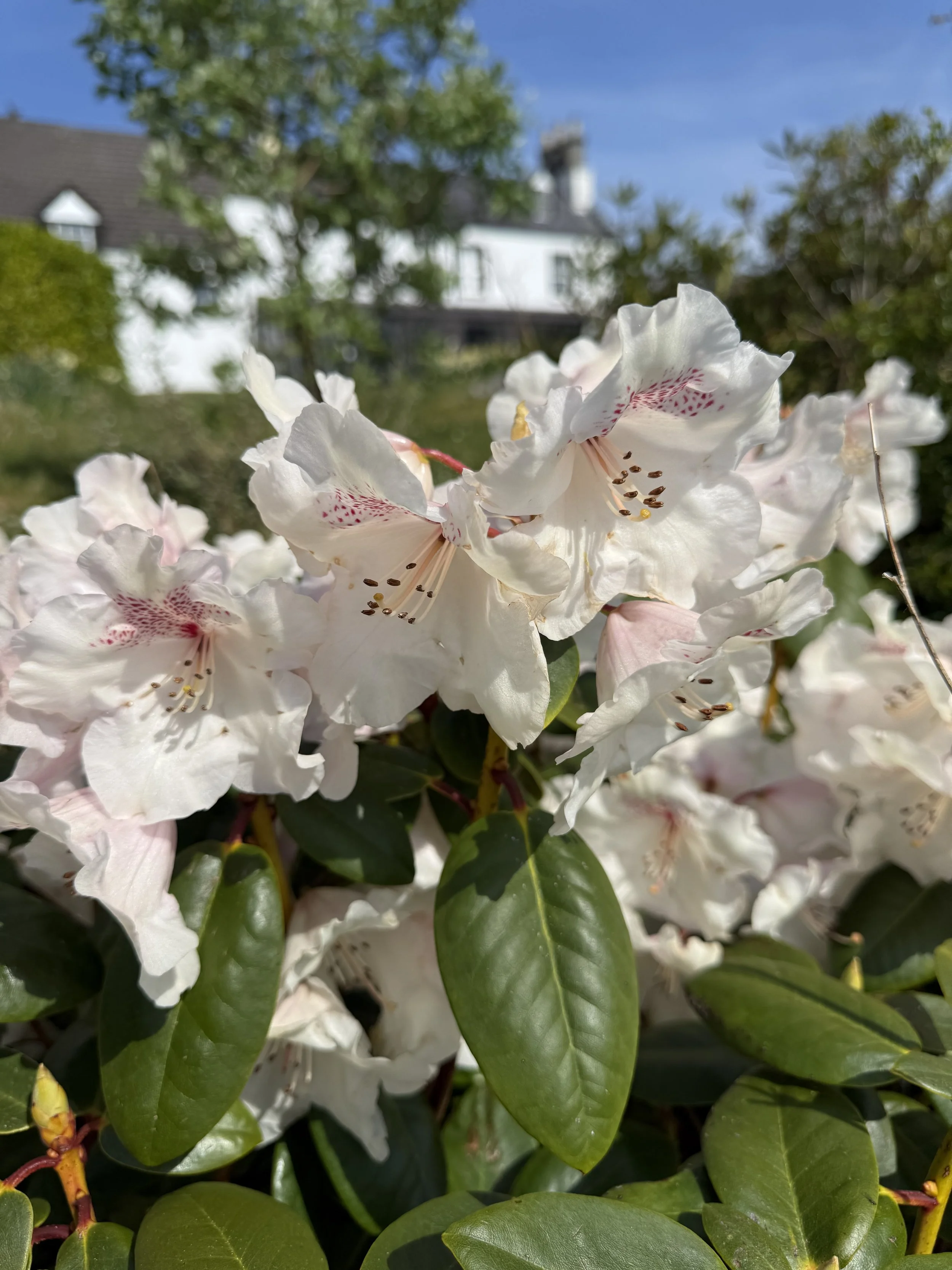 IMG_6626.jpeg