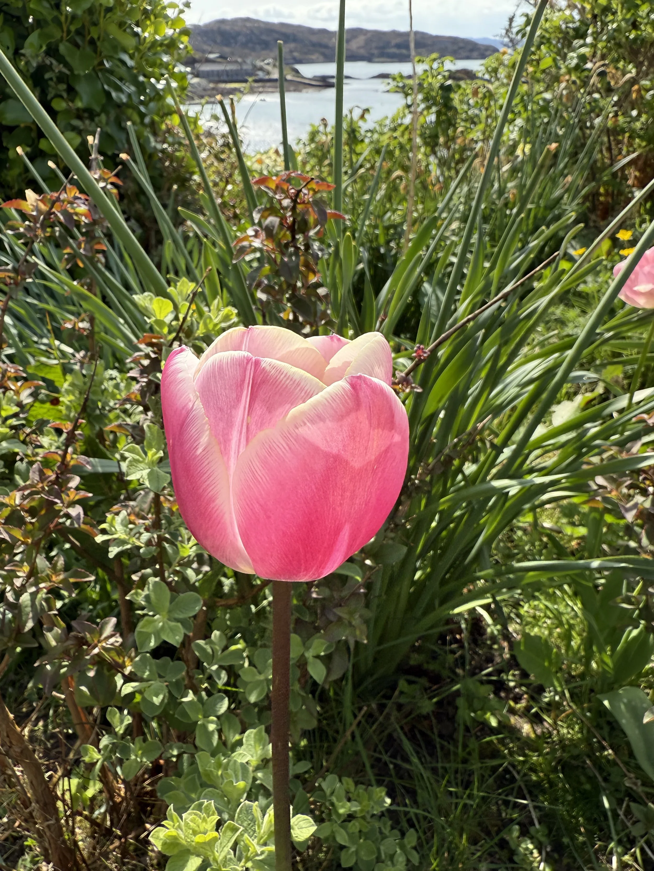 IMG_6623.jpeg