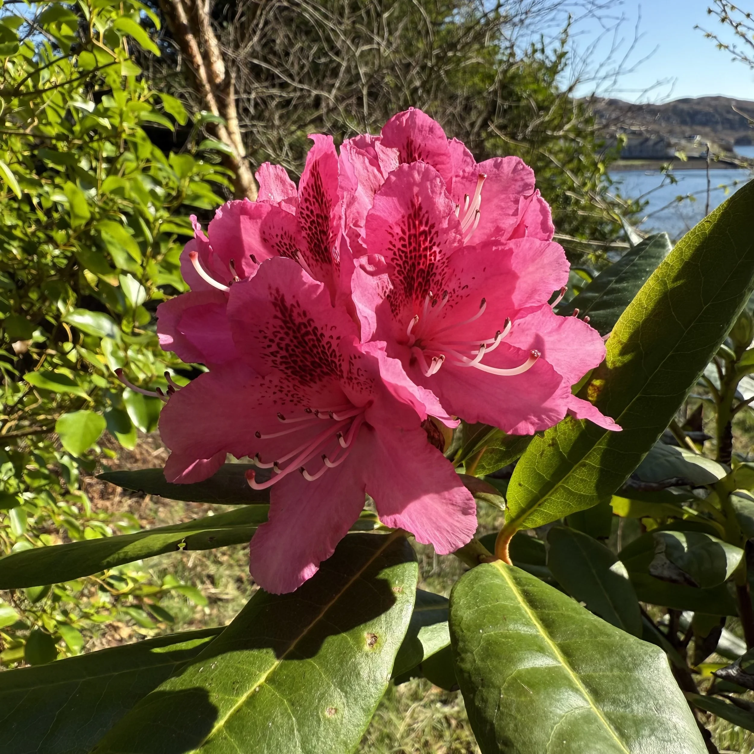 IMG_6224.jpeg