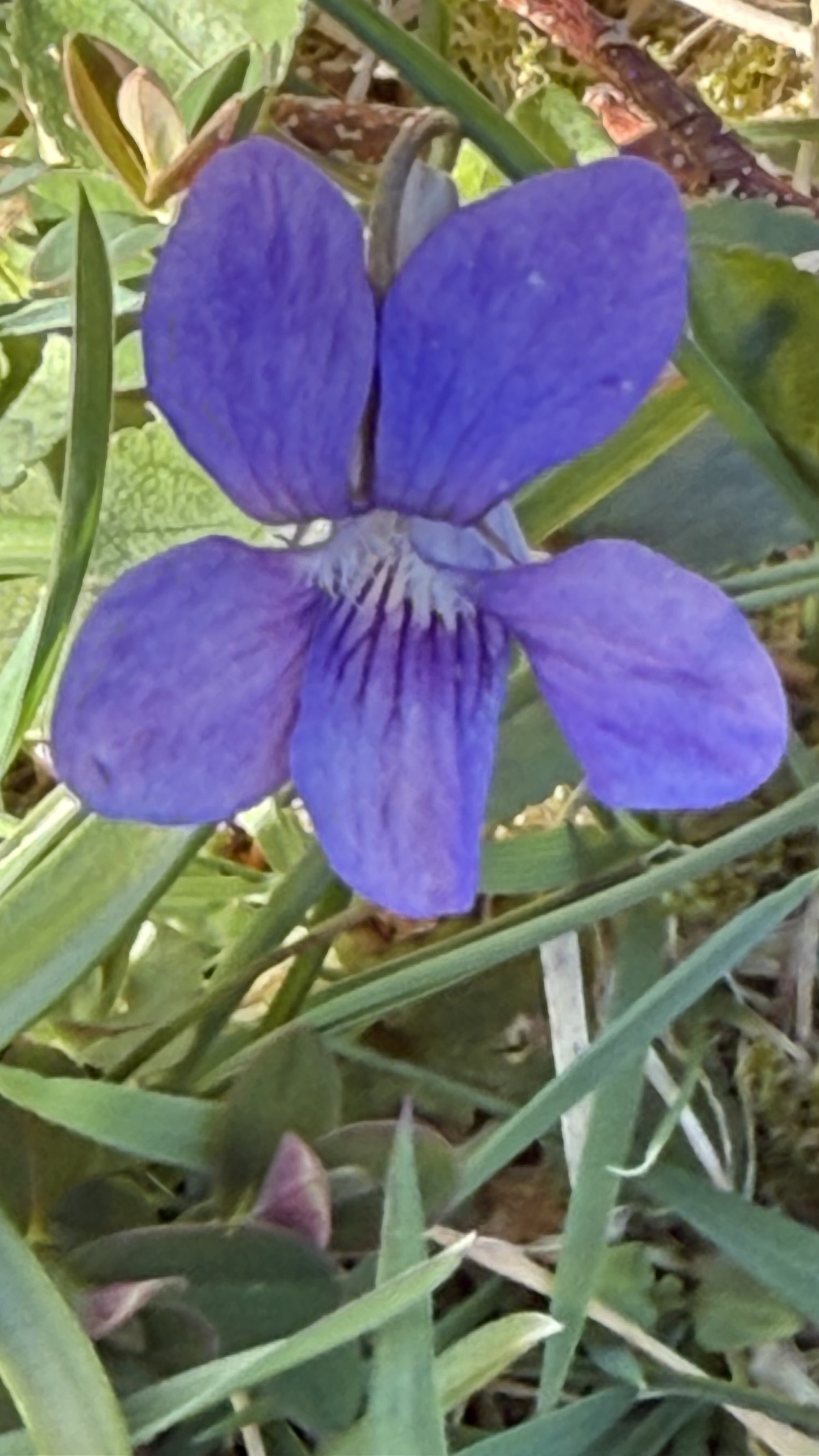 IMG_6218.jpeg