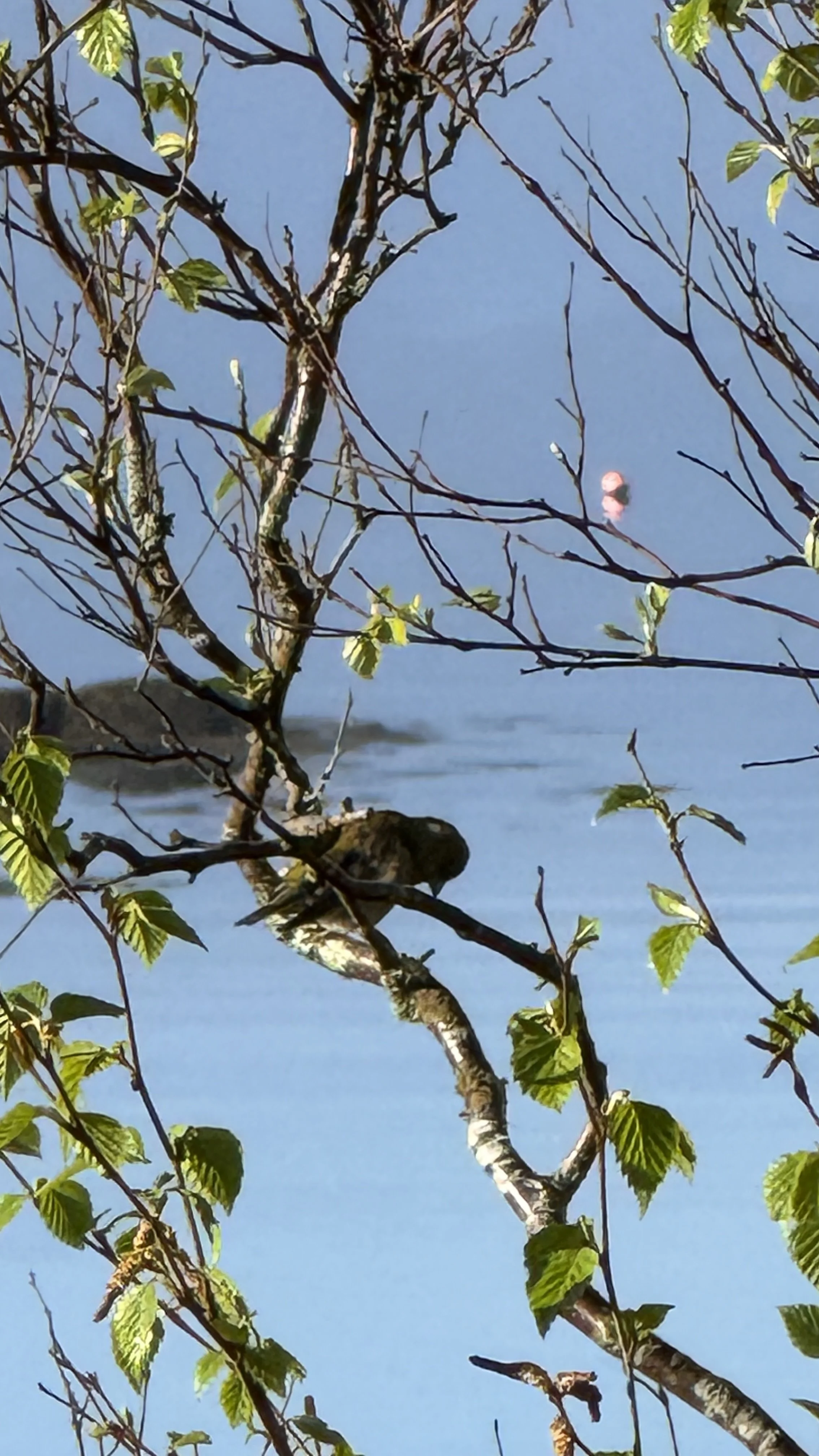 IMG_1315.jpeg
