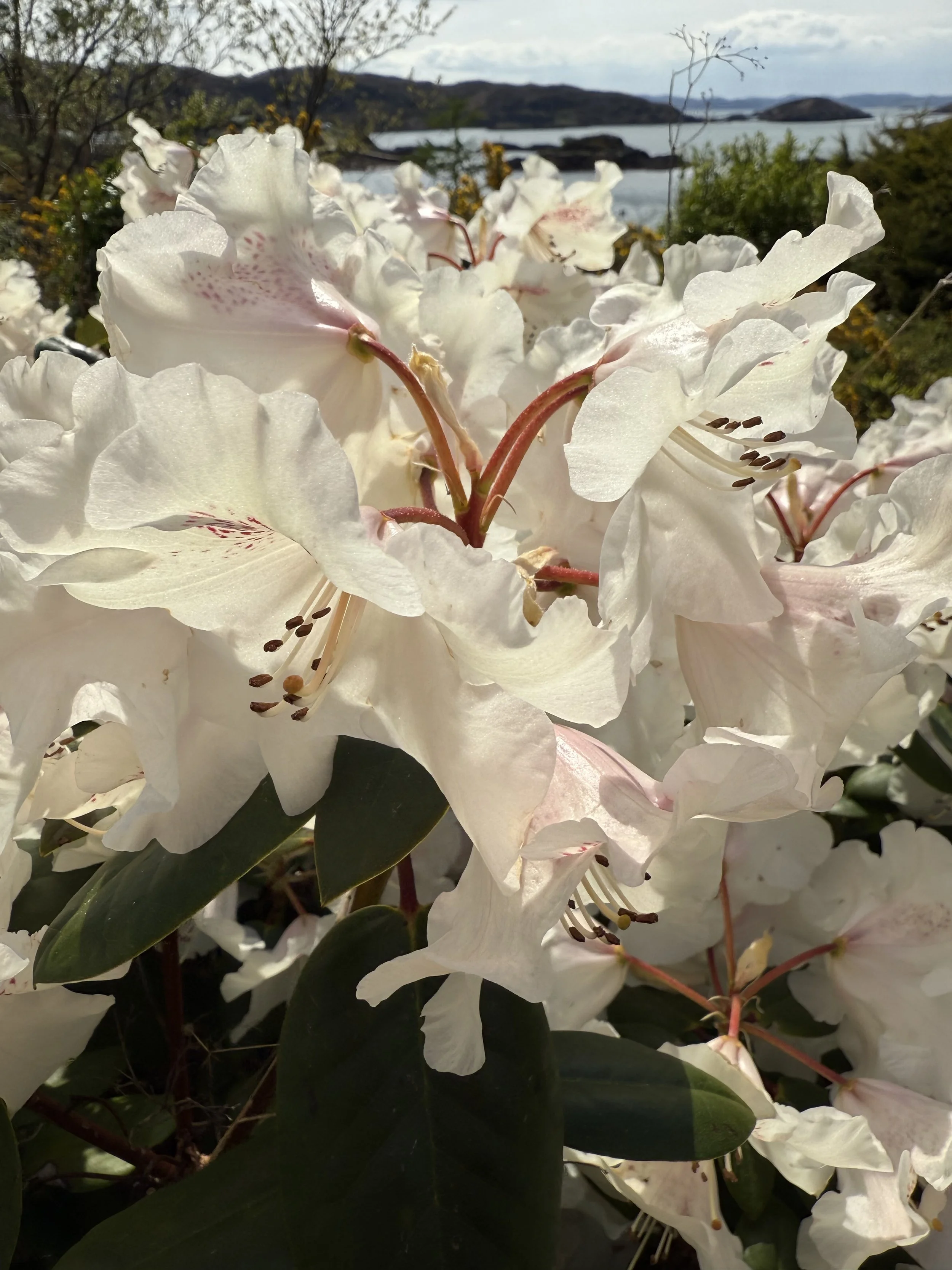 IMG_6624.jpeg
