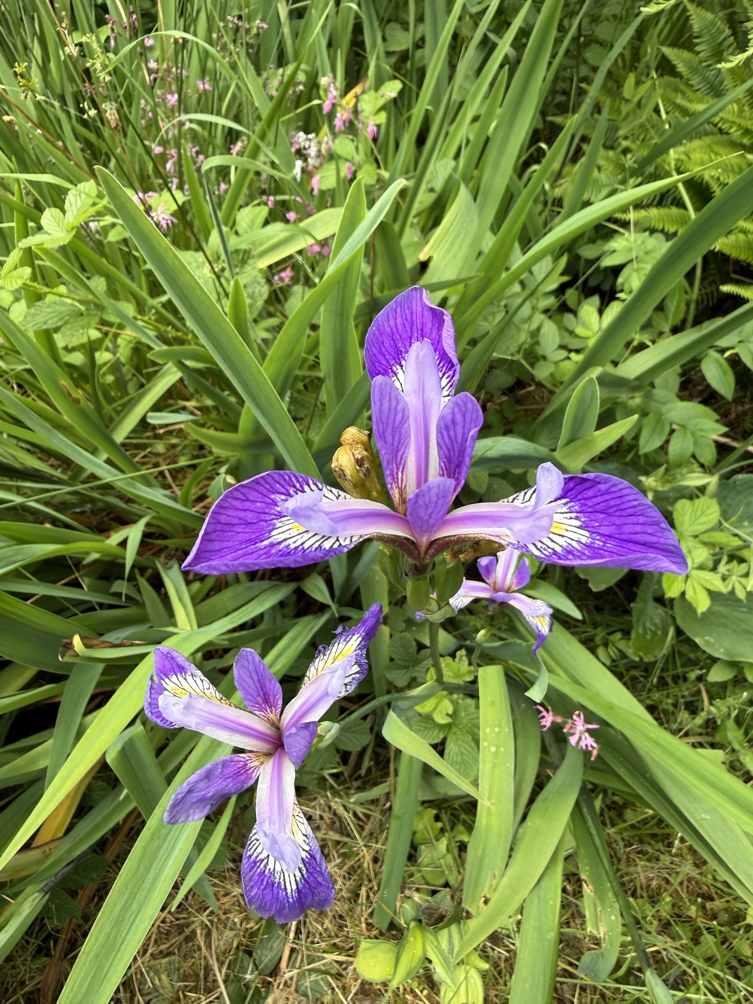 IMG_2602.jpeg