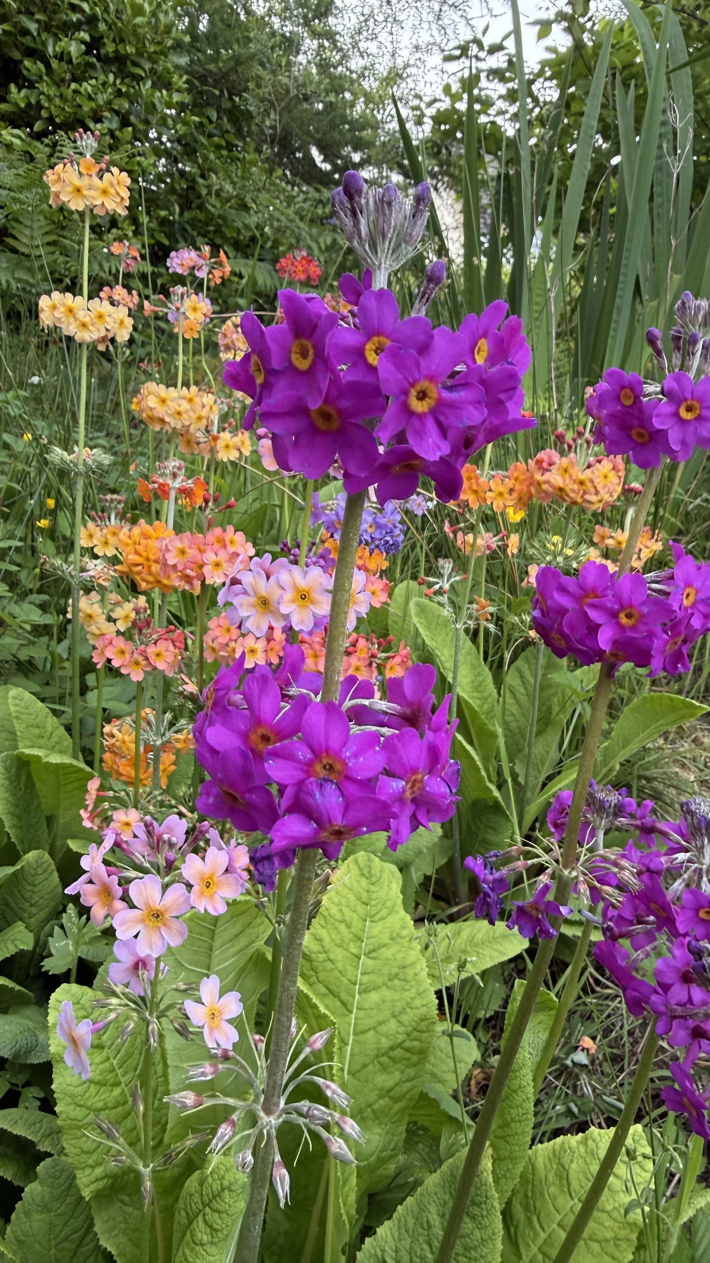 IMG_2359.jpeg
