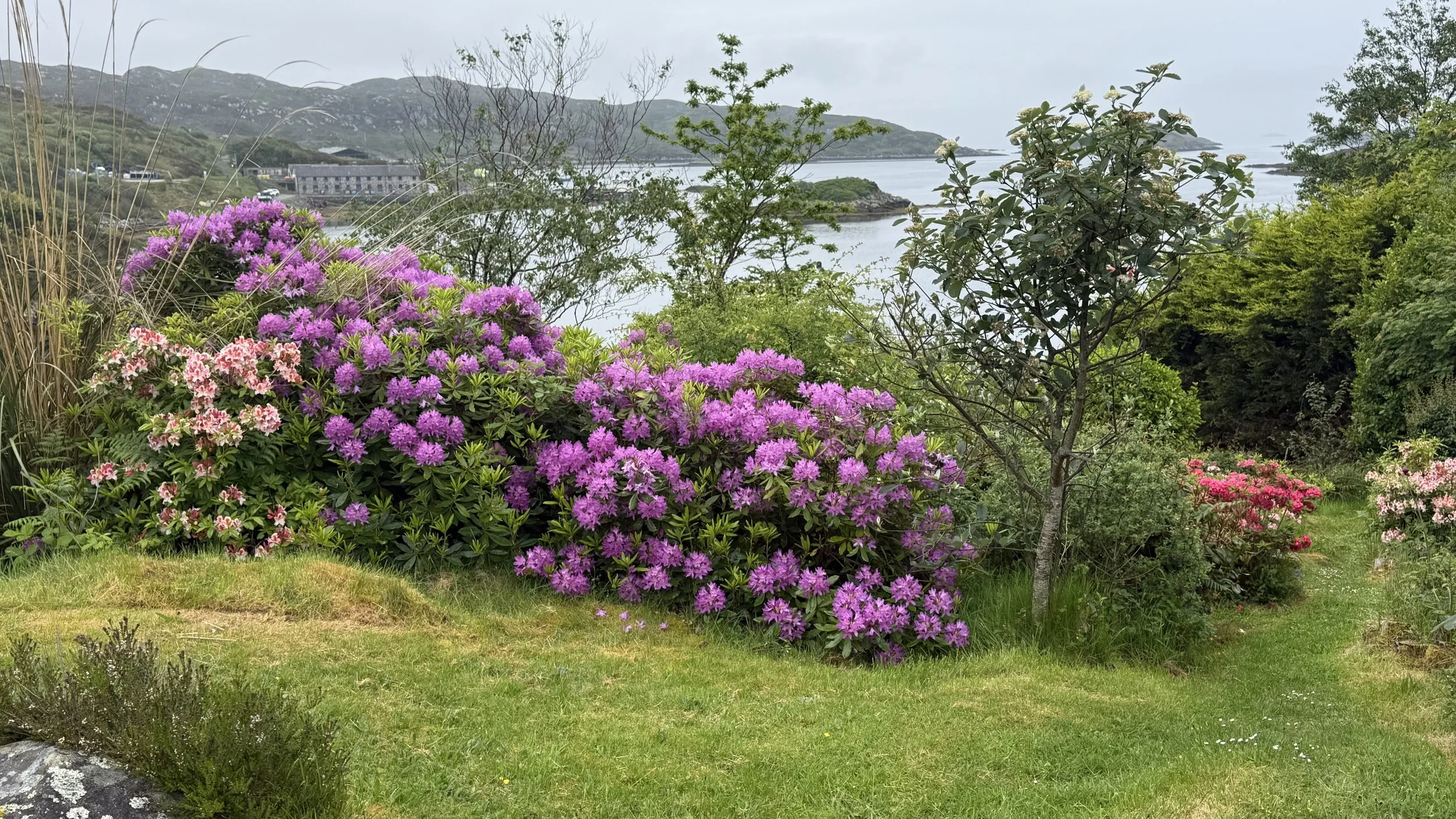 IMG_2080.jpeg