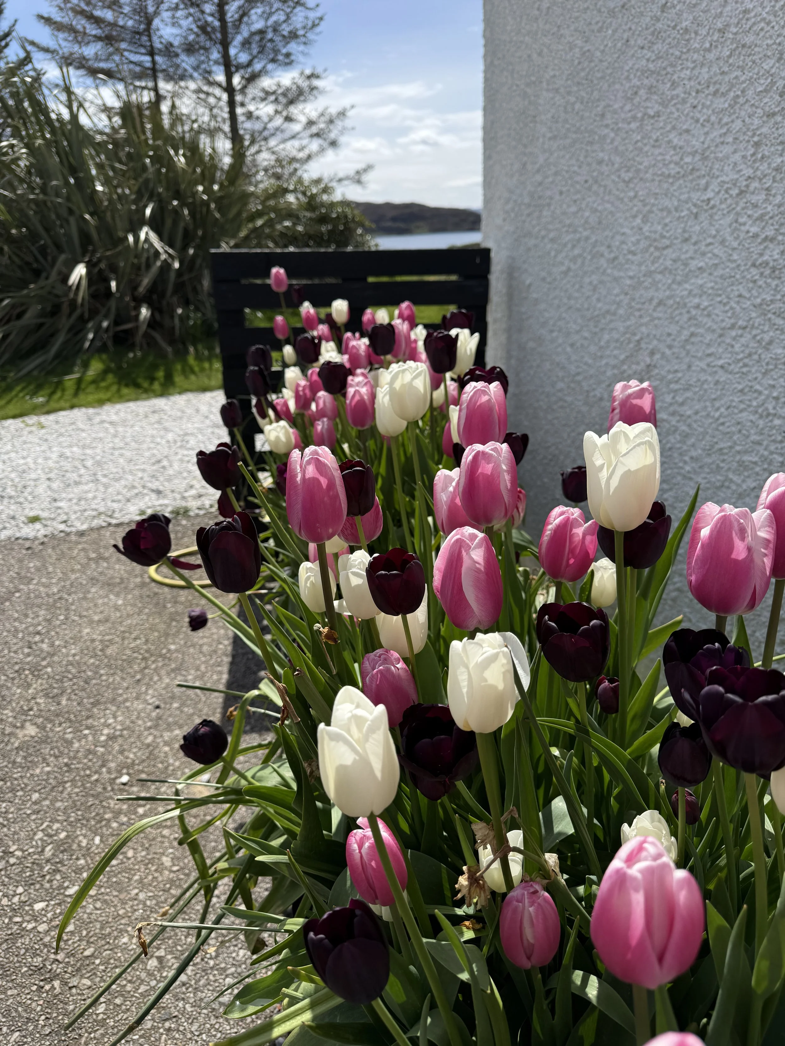 IMG_1594.jpeg