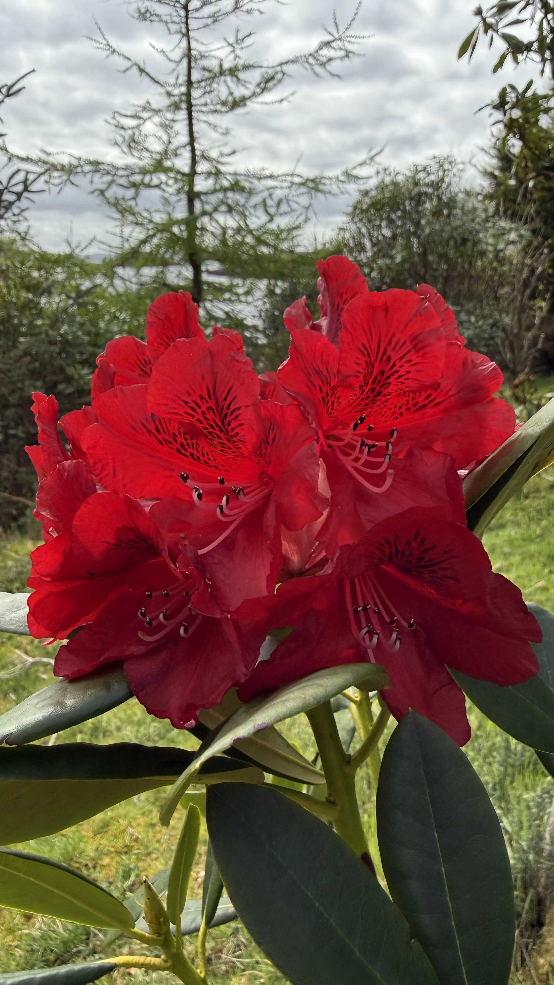 IMG_1068.jpeg
