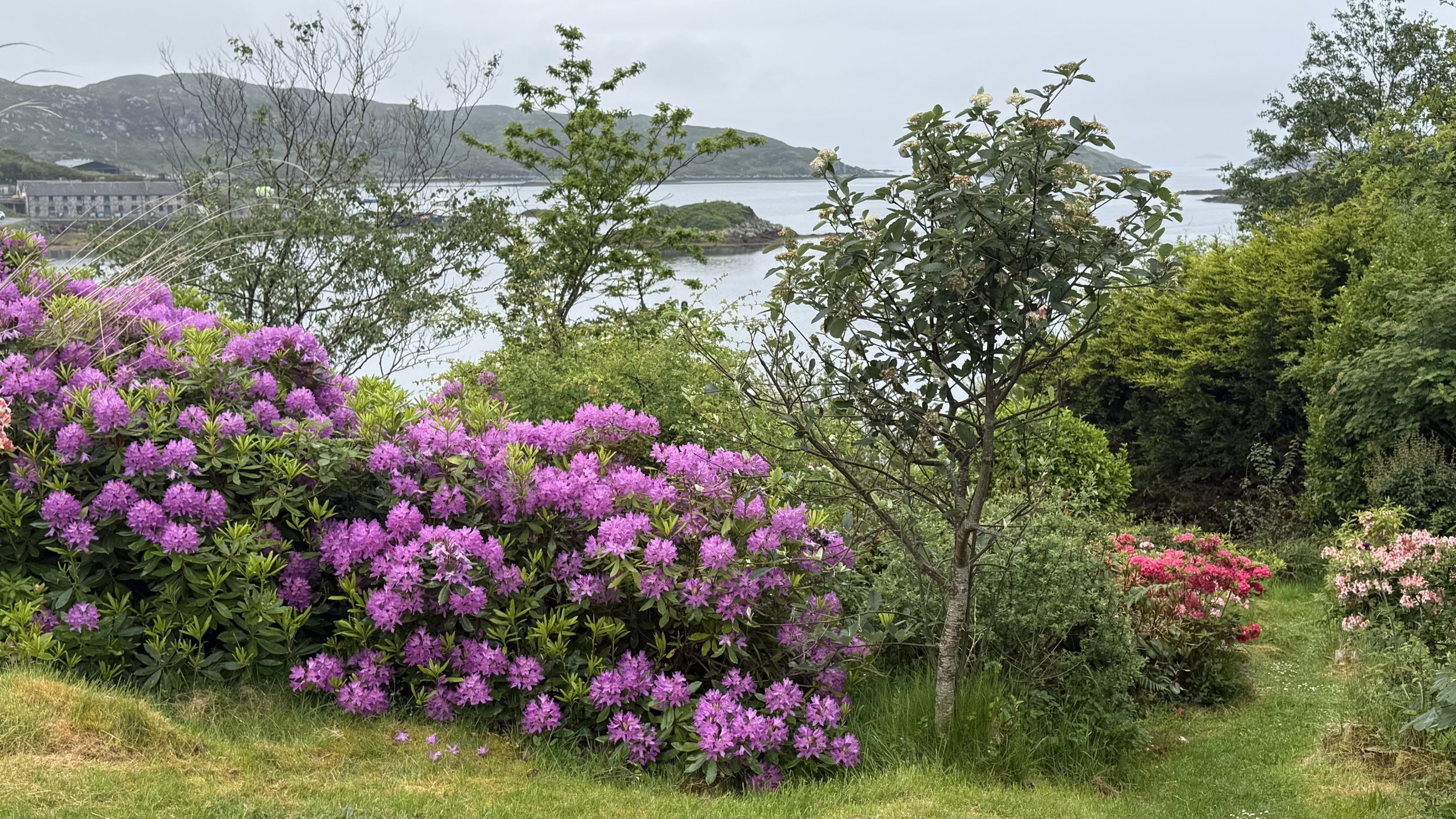 The Summer the Sun Forgot: Garden Notes from Eddrachilles