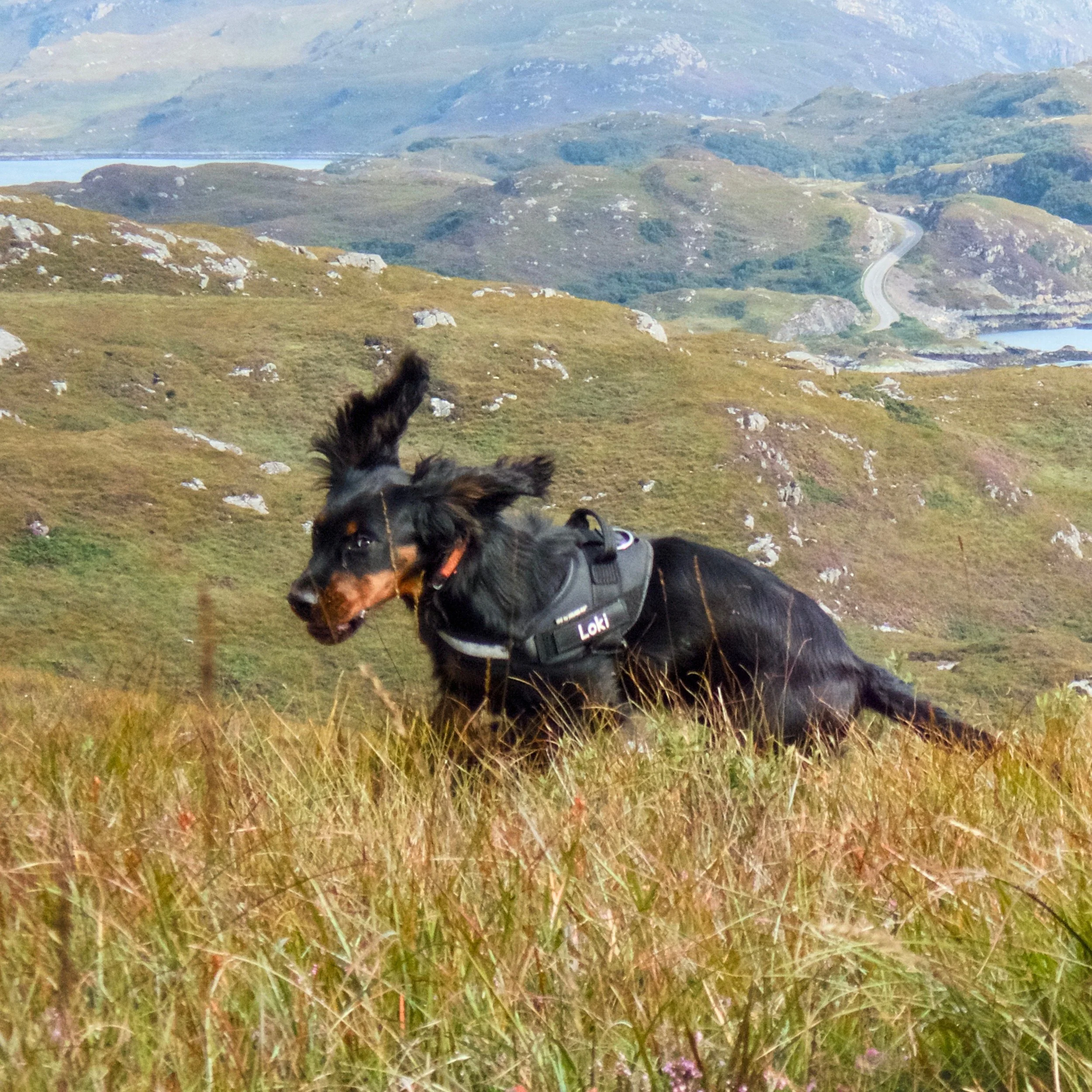 The Castle Dog: Our Gordon Setters at Eddrachilles