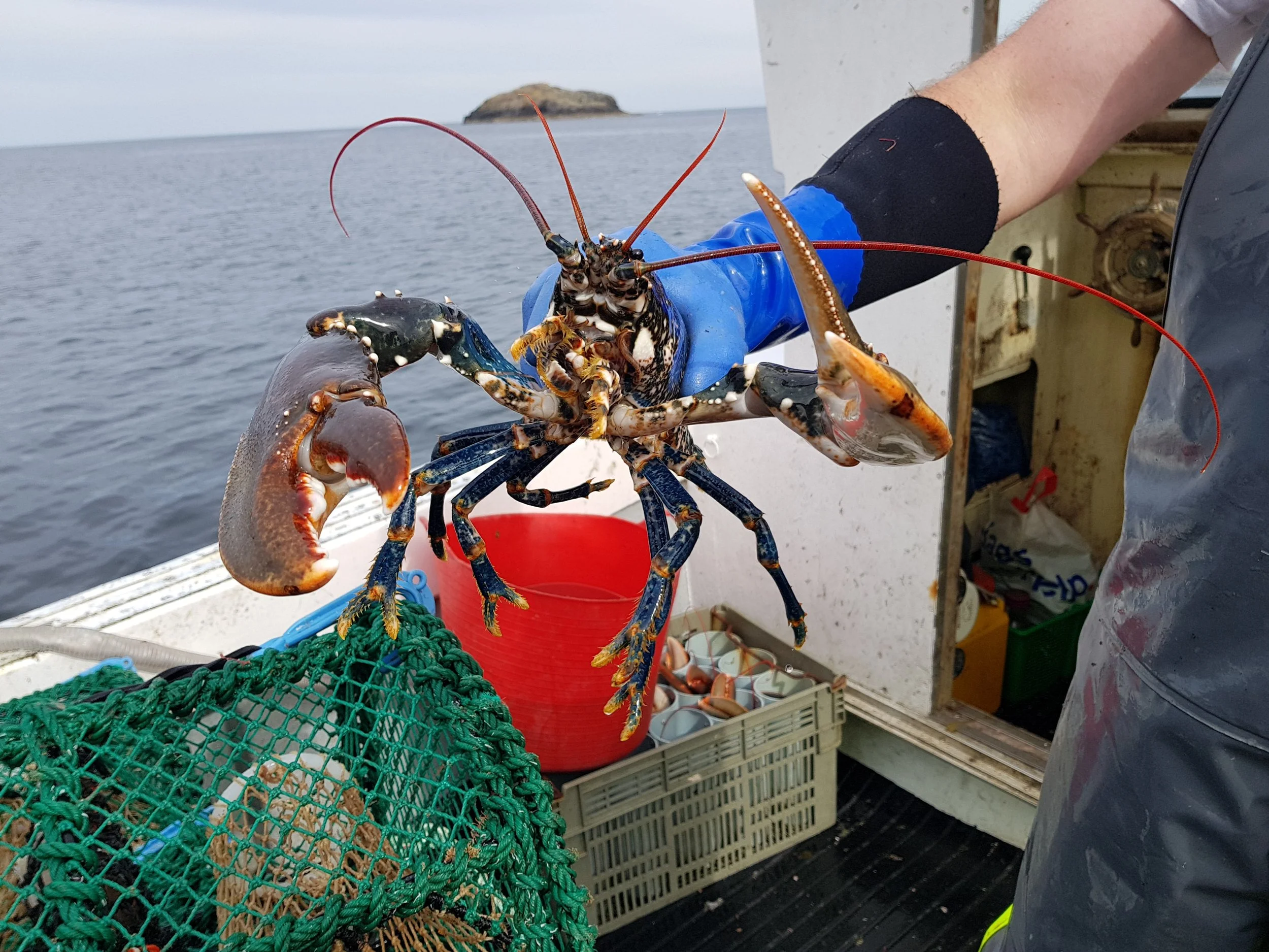 Lobster taken from a creel on board a fishing boat, held by fisherman . Island in distant sea calm.