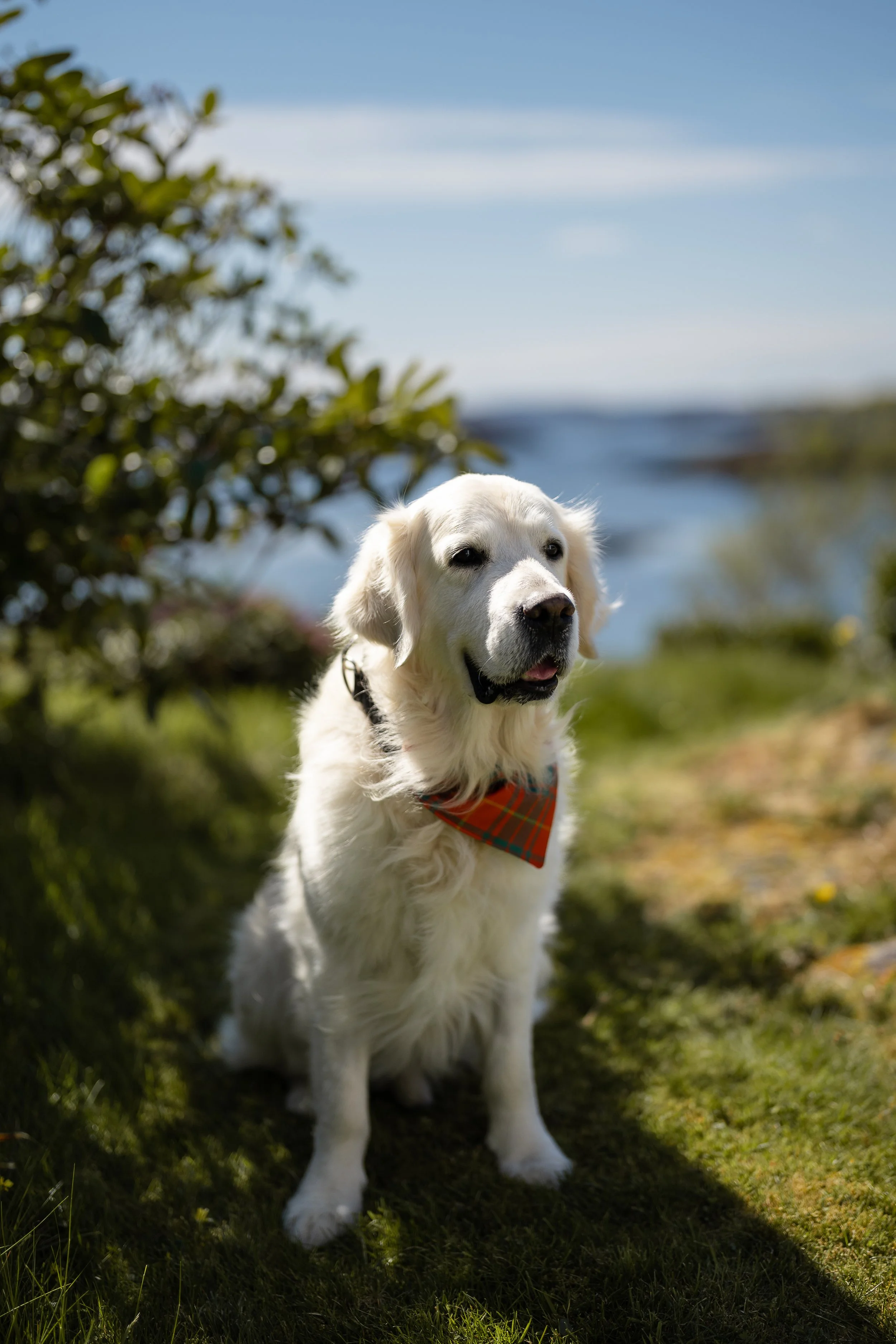 Golden Retriever sitting on hotel lawn with Badcall Bay in background, wearing a red bandana, patiently performing duties as Best Dog at Wedding. Blue skies and sunshine.