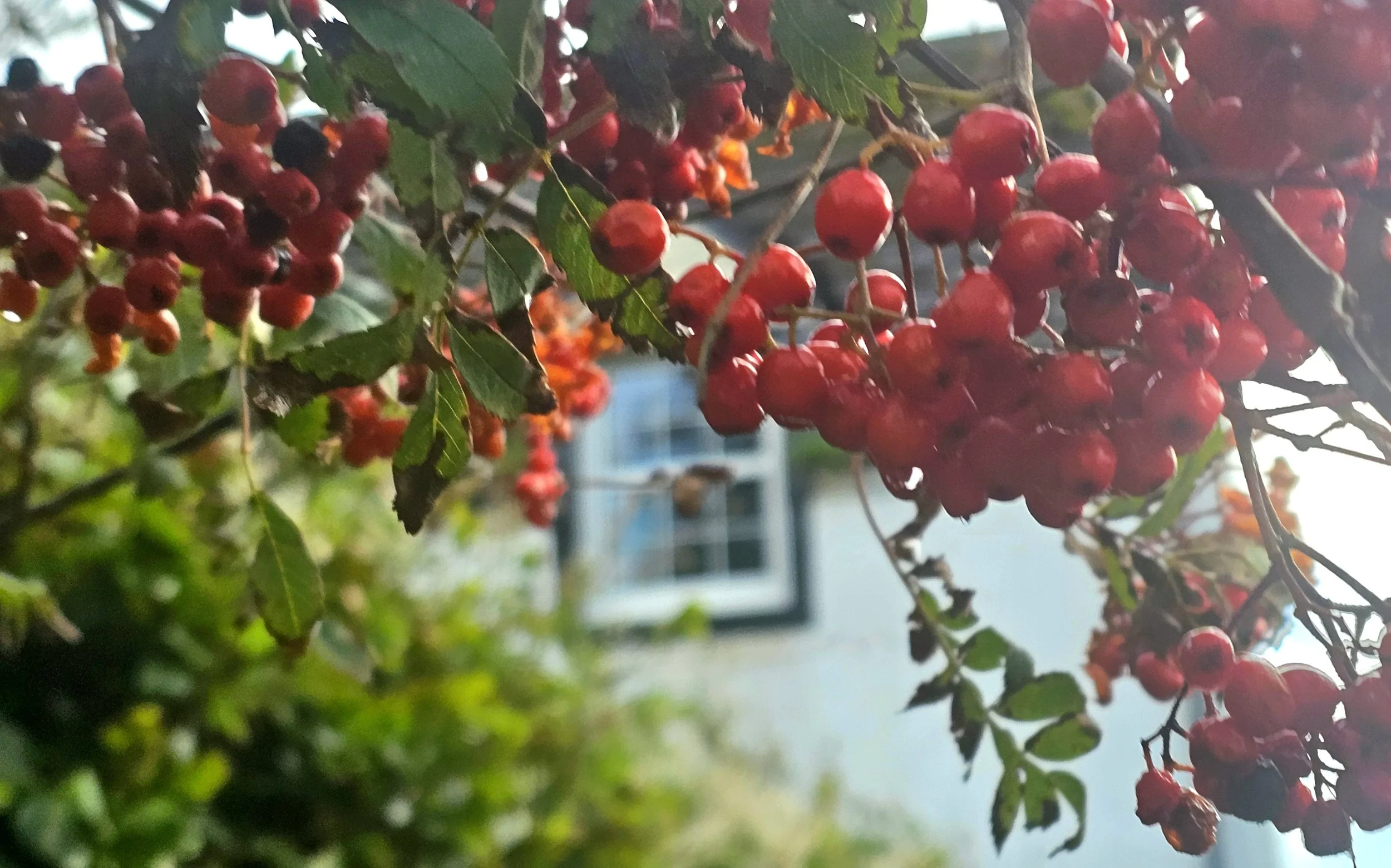Rowan berries foreground with bedroom window of Eddrachilles Hotel  beyond