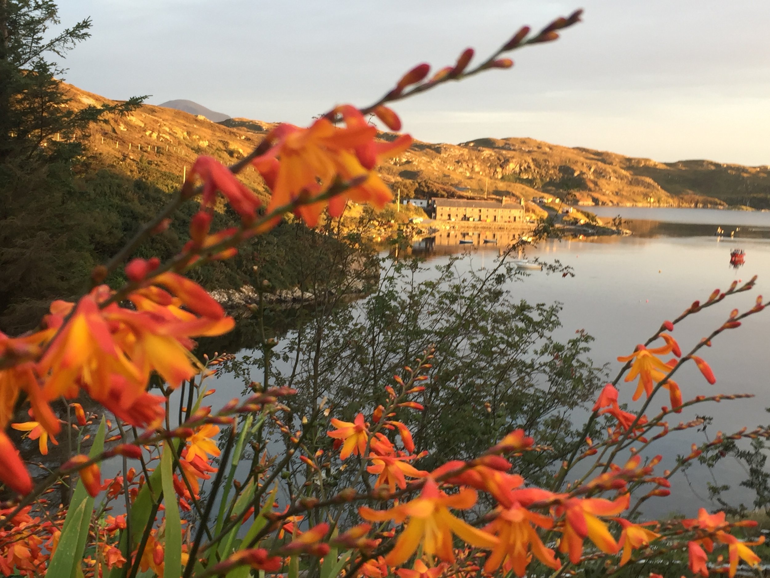 View of the Salmon House from Eddrachilles Hotel, with orange Crocosmia flowers  in foreground.