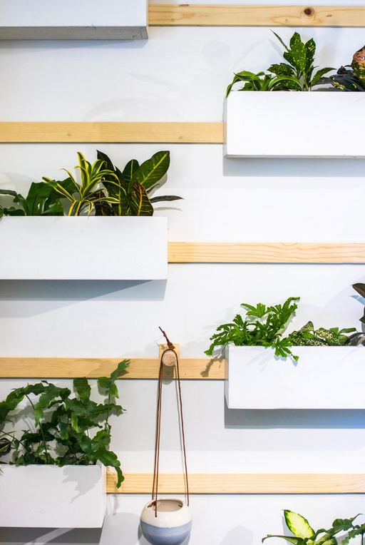 House Plants
