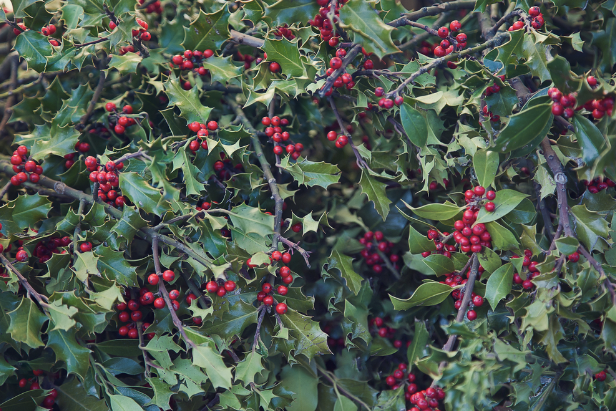 Holly