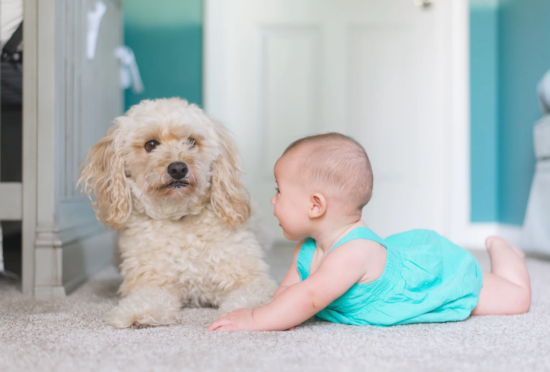 baby and dog
