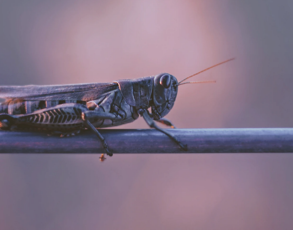 How To Get Rid Of Grasshoppers In The House