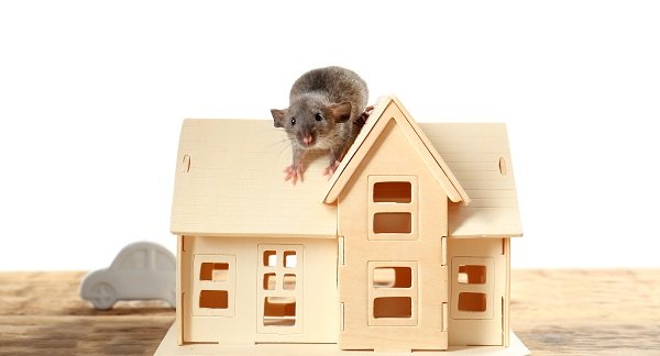 Problems to Keep an Eye Out for in Your Home