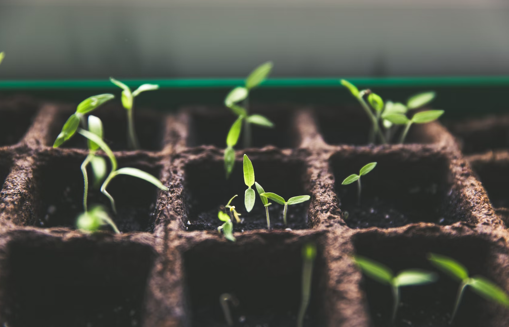 Creating an Eco-Friendly Landscape: A Guide to Sustainable Gardening