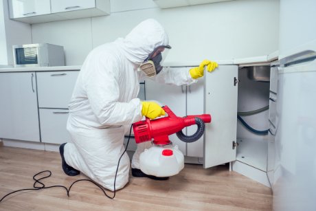 5 Pests to Remove from Your Home and How to Do It