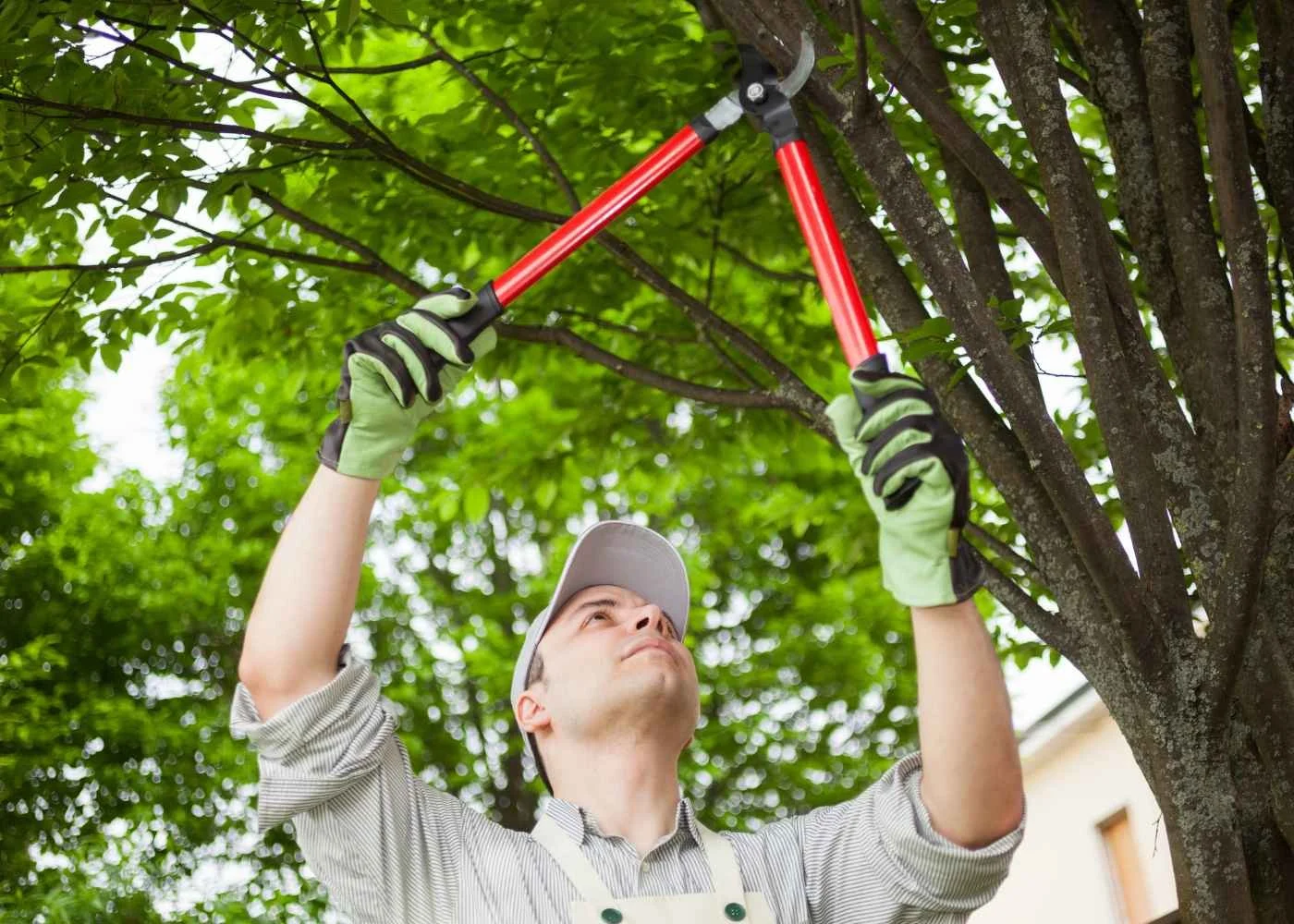 5 Key Benefits of Regular Tree Trimming at Home&nbsp;