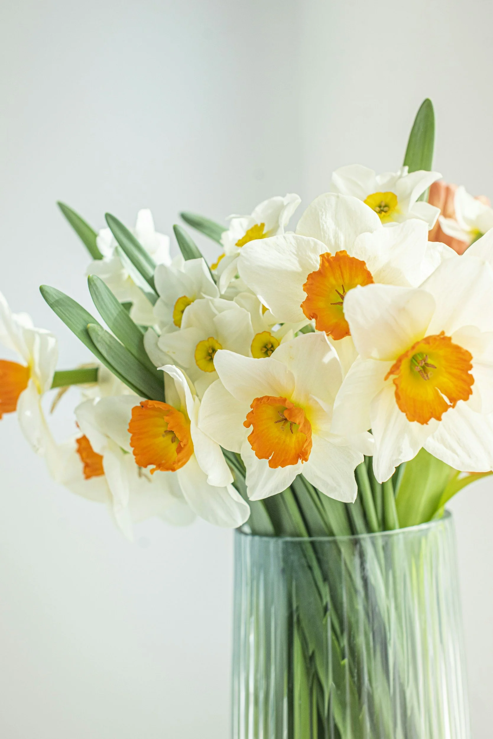 Swapping Your Winter Foliage&nbsp;for Spring Blooms Without Overspending&nbsp;&nbsp;&nbsp;