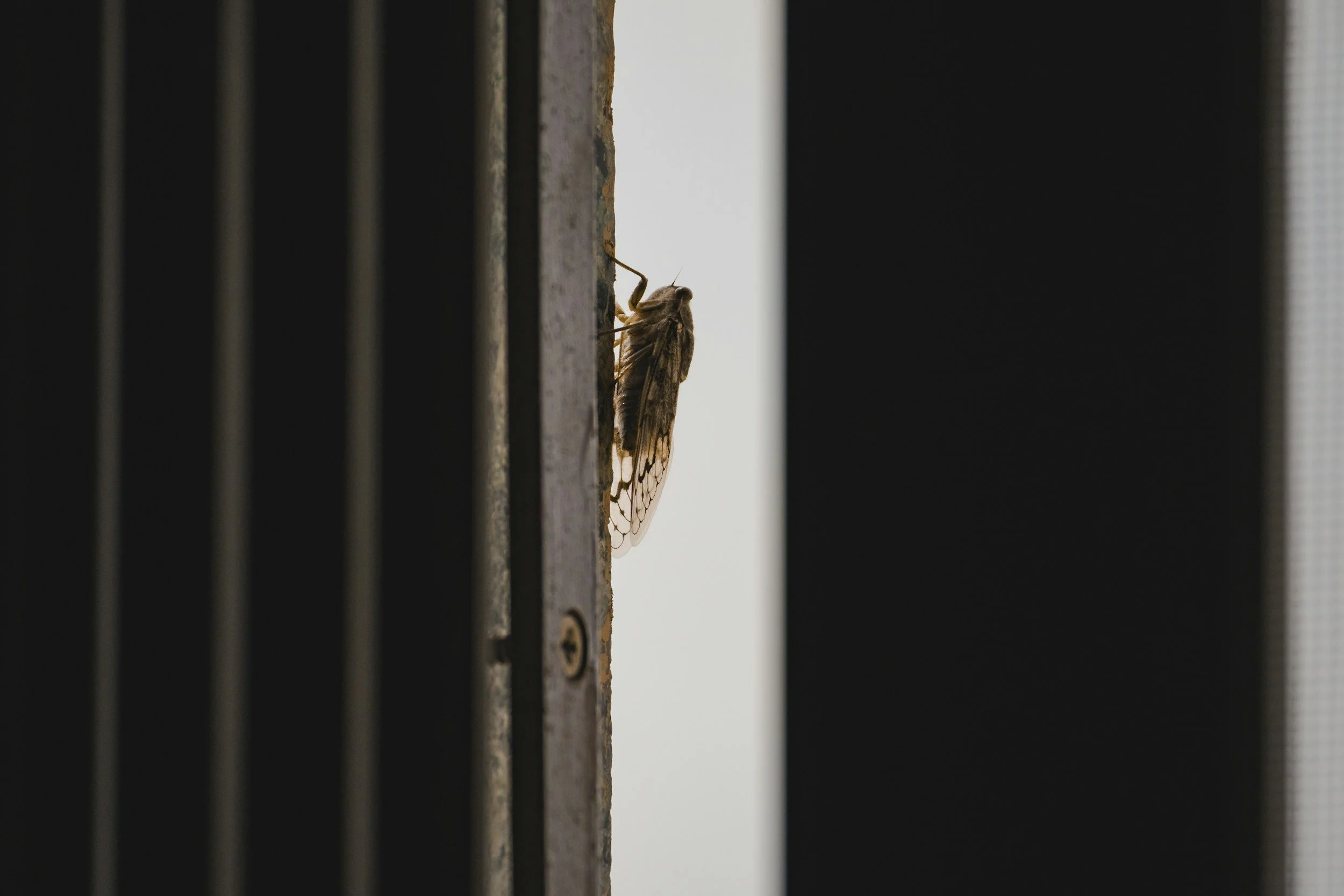 Garage Organization Tips That Help Keep Pests Away