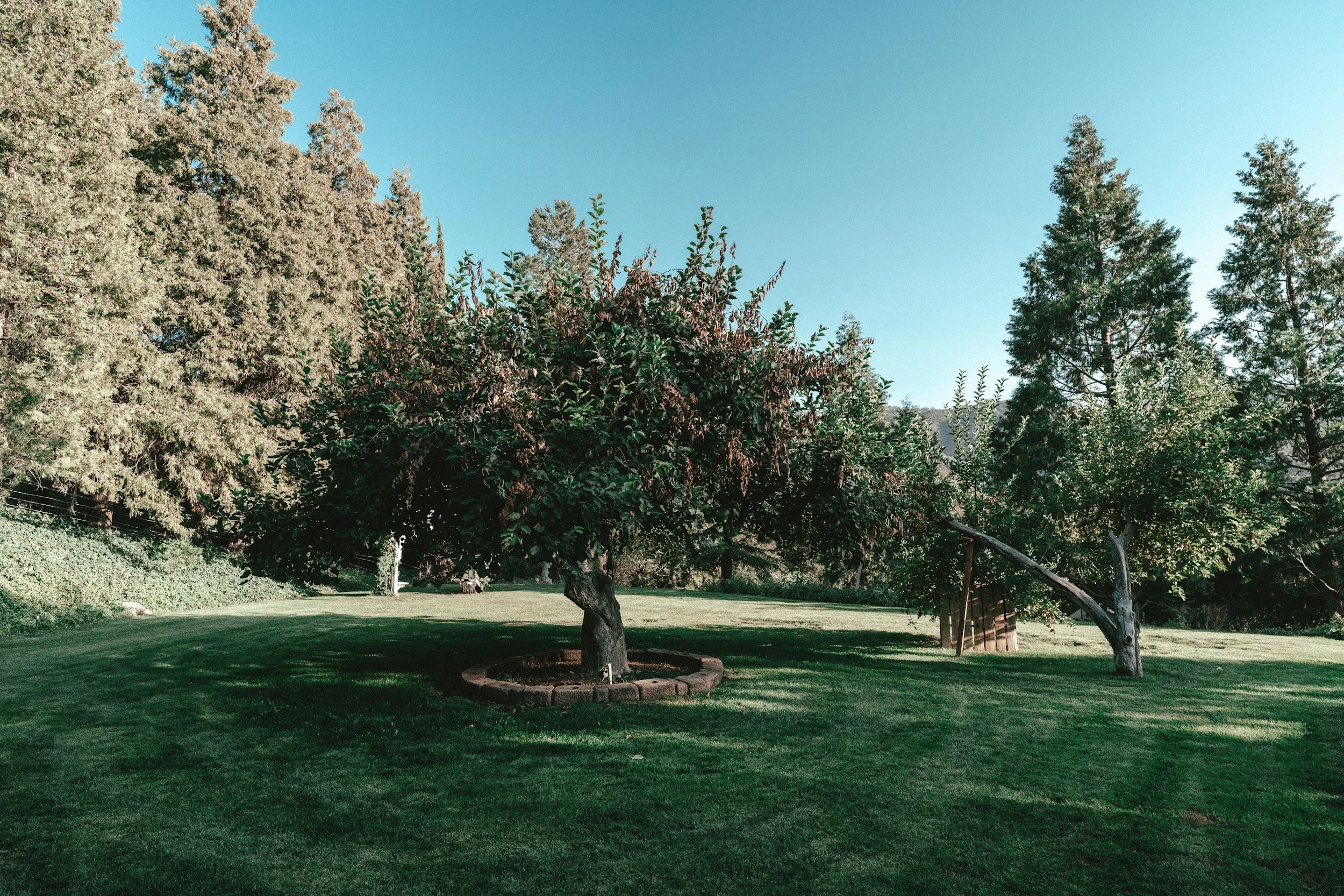 Seasonal Timing and Budgeting for San Antonio Tree Disease Treatment