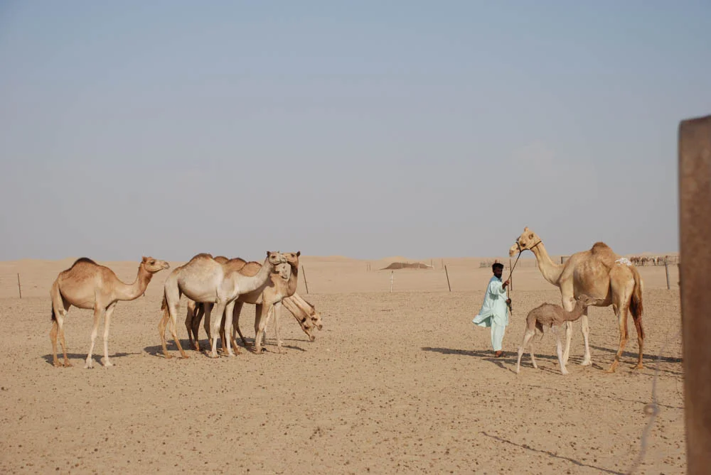 Dubai 061.jpg