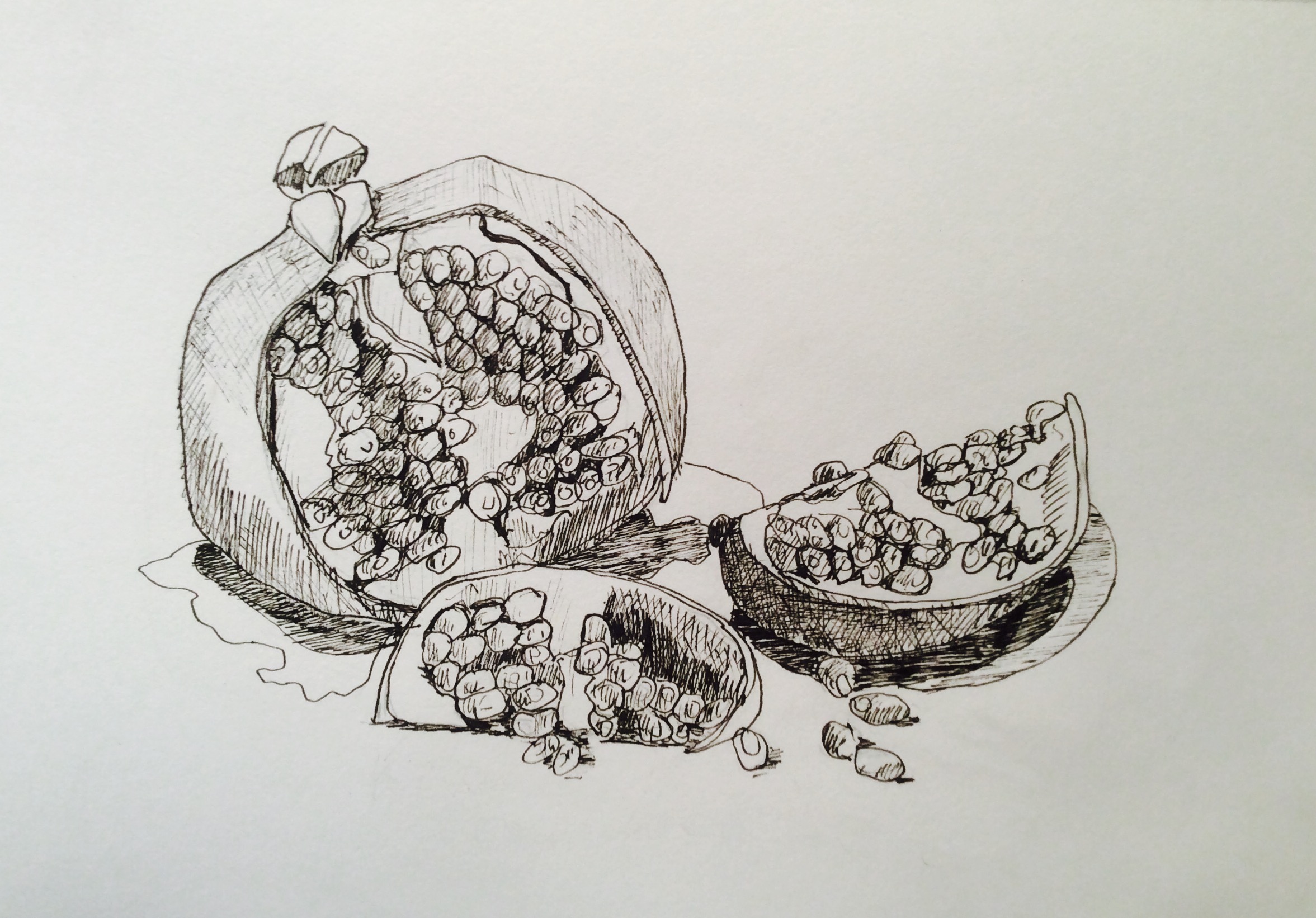 Pomegranate, ink on paper, daily drawing 11-12-16