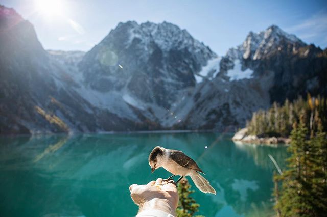 Feeding half your days rations to the birds of Colchuck Lake and the Enchantments.
#forthebirds #colchucklake #enchantments #explorewa #alpinelakes #leavenworth #audobon #dragontailpeak #colchuck #stuartlake #pnwlife #pnwonderland #pnwcollective #bes