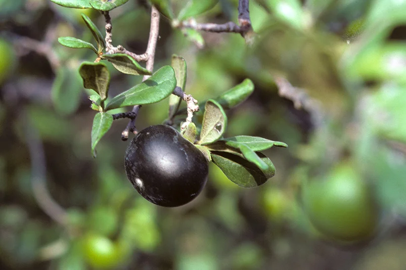 native fruit trees.jpeg