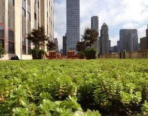 green roof.jpg