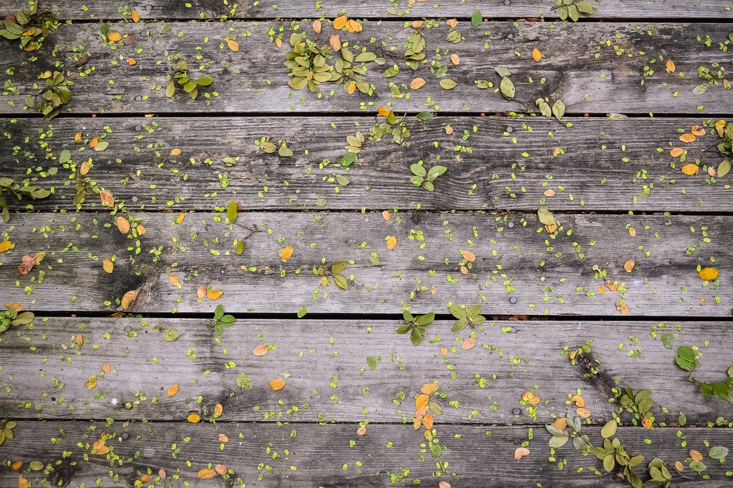 leaf.jpg