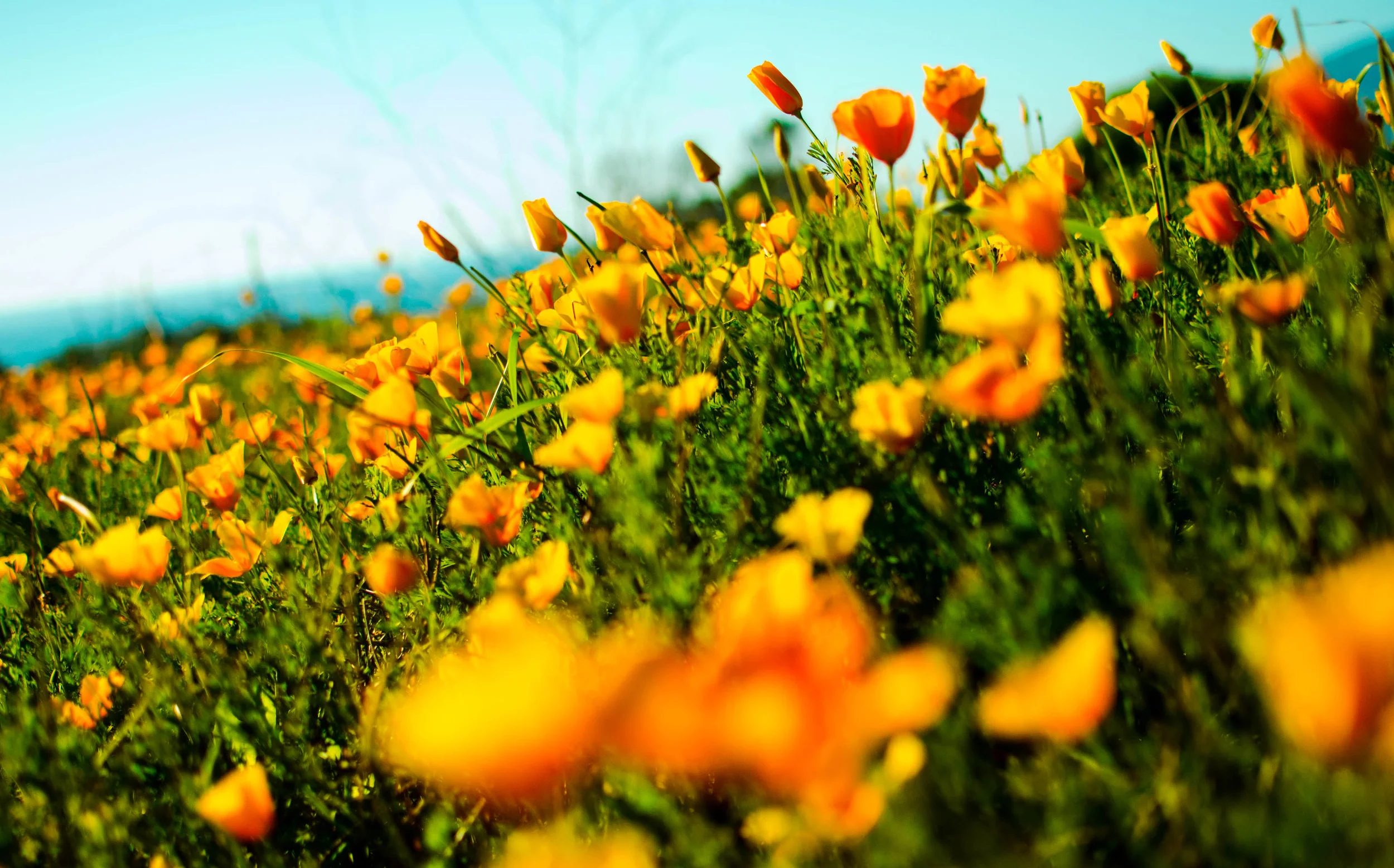 California Poppies