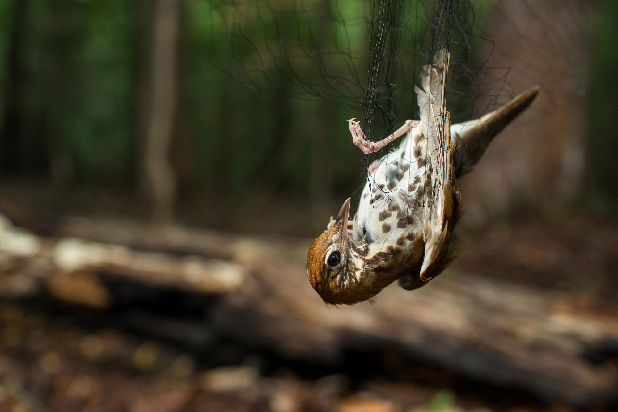 Wood Thrush in a Mist Net