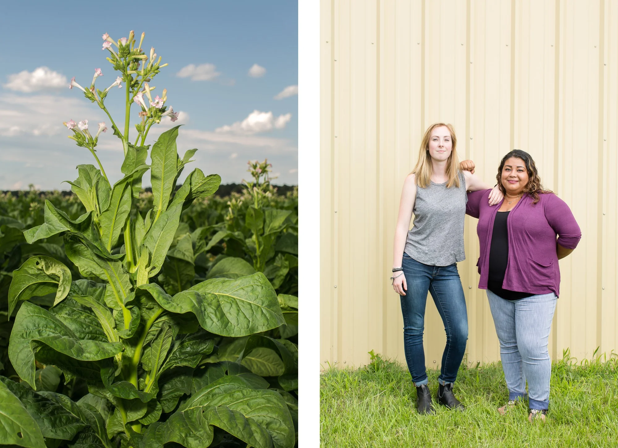 Photo of tobacco blossom north carolina tobacco farming