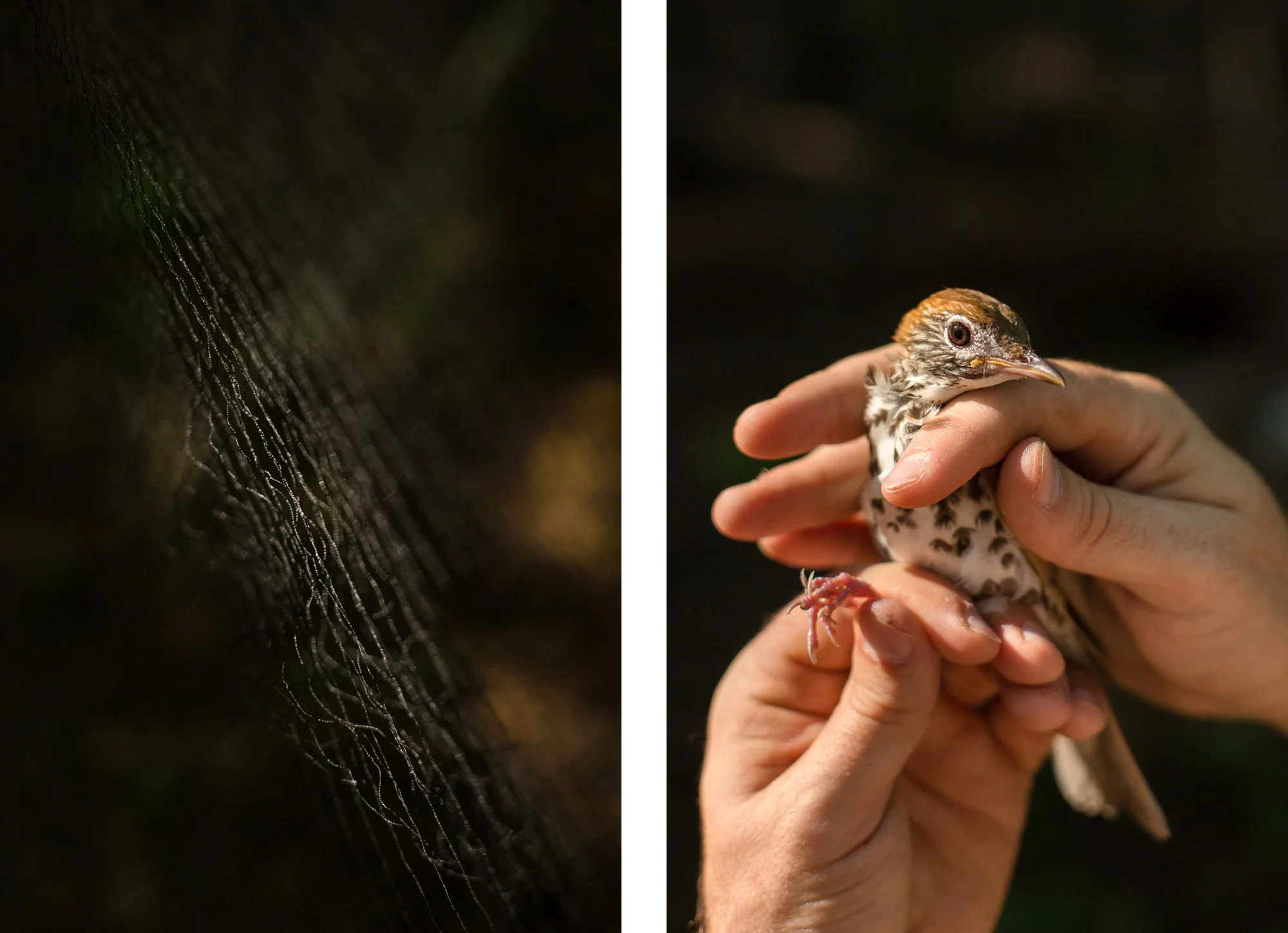 Scientists tag a Wood Thrush