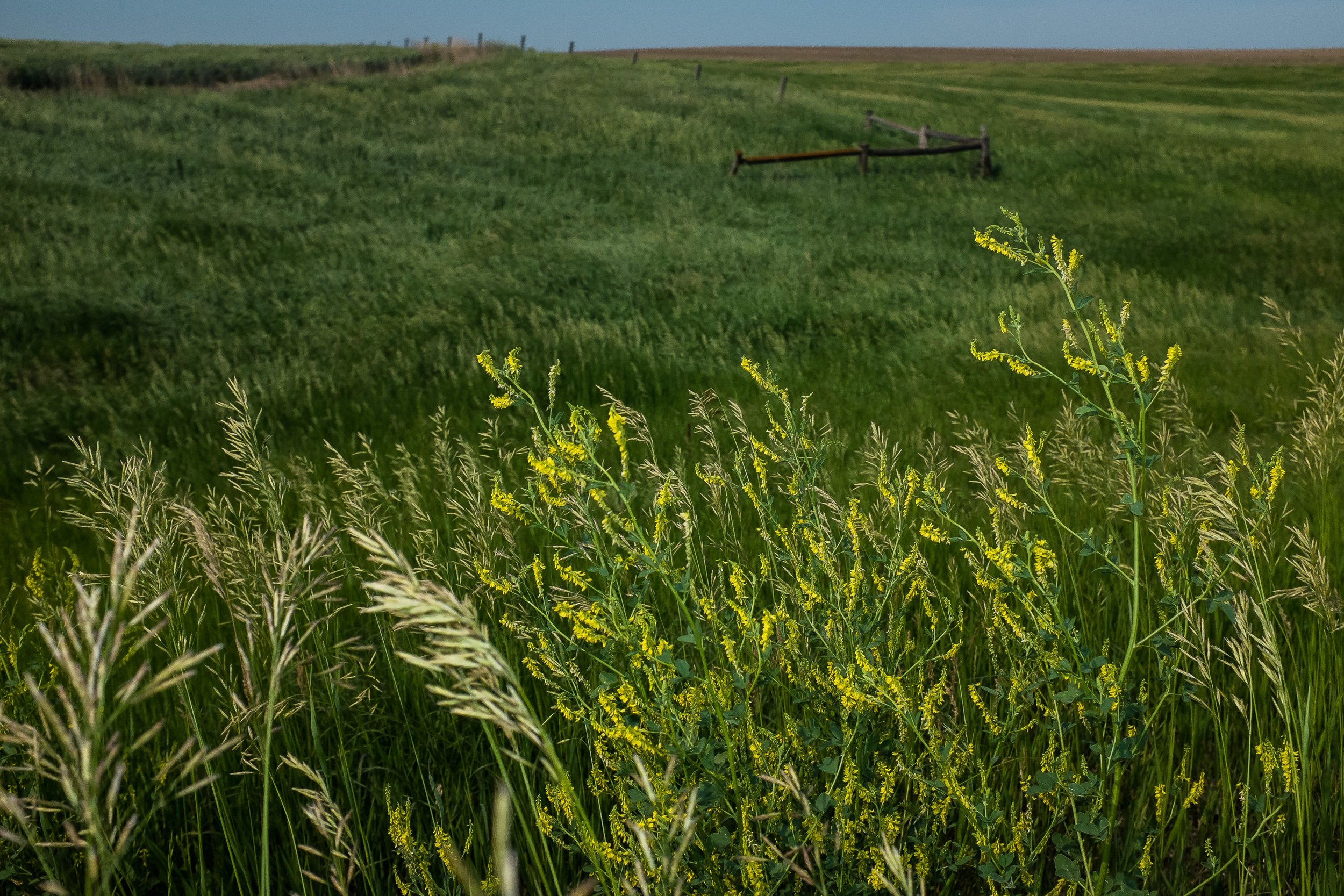  Goldenrod and open prairie, South Dakota. 