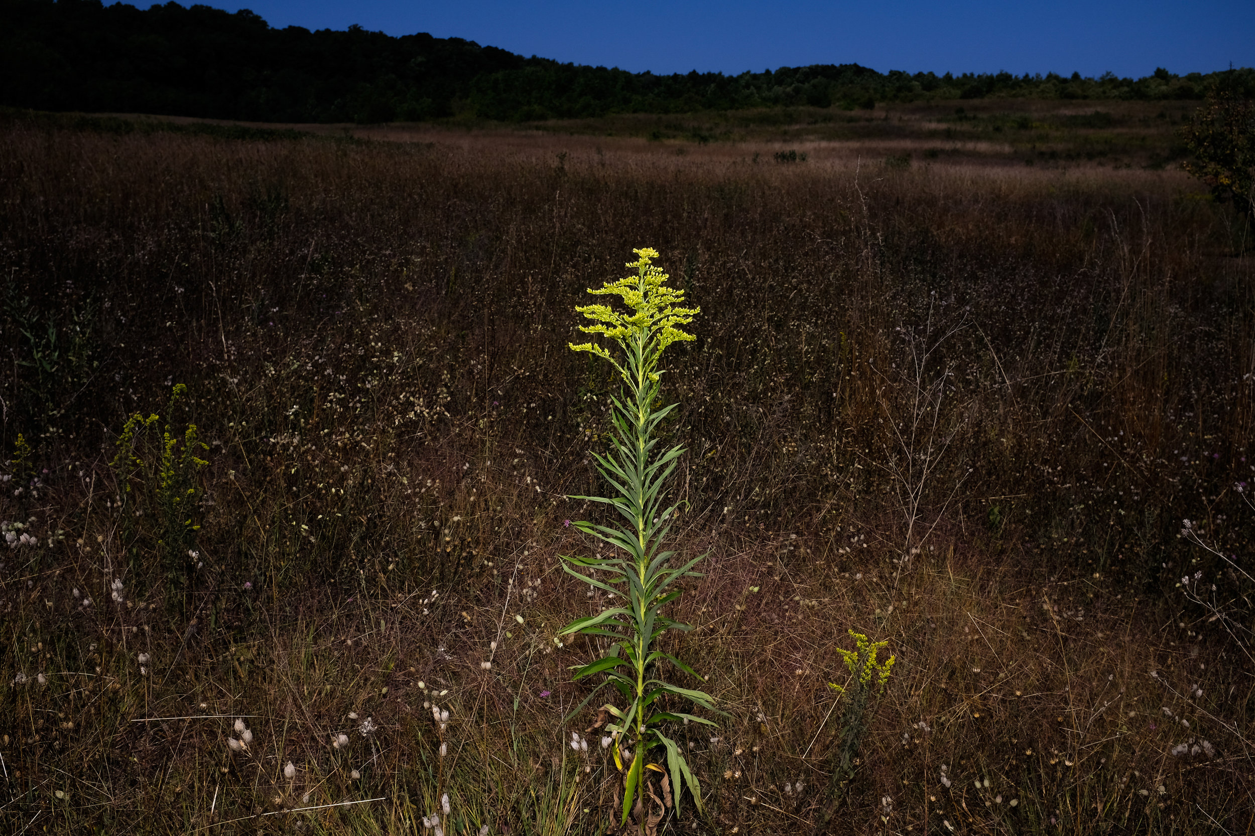 Copy of Goldenrod on South Manitou Island