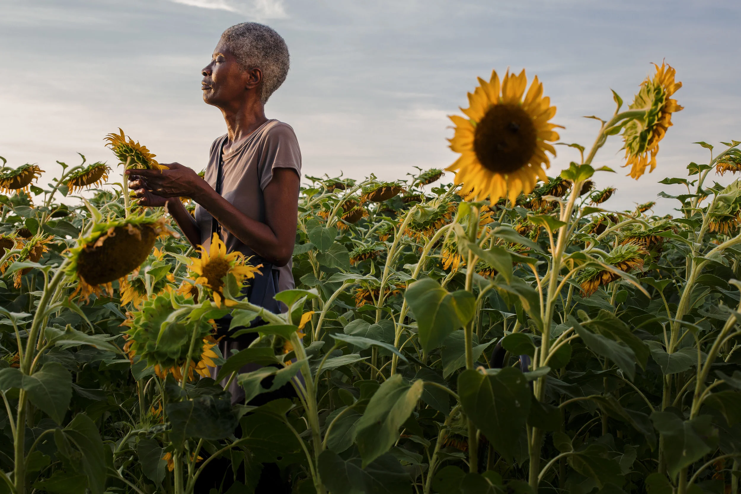 Joslin Simms in Field of Sunflowers