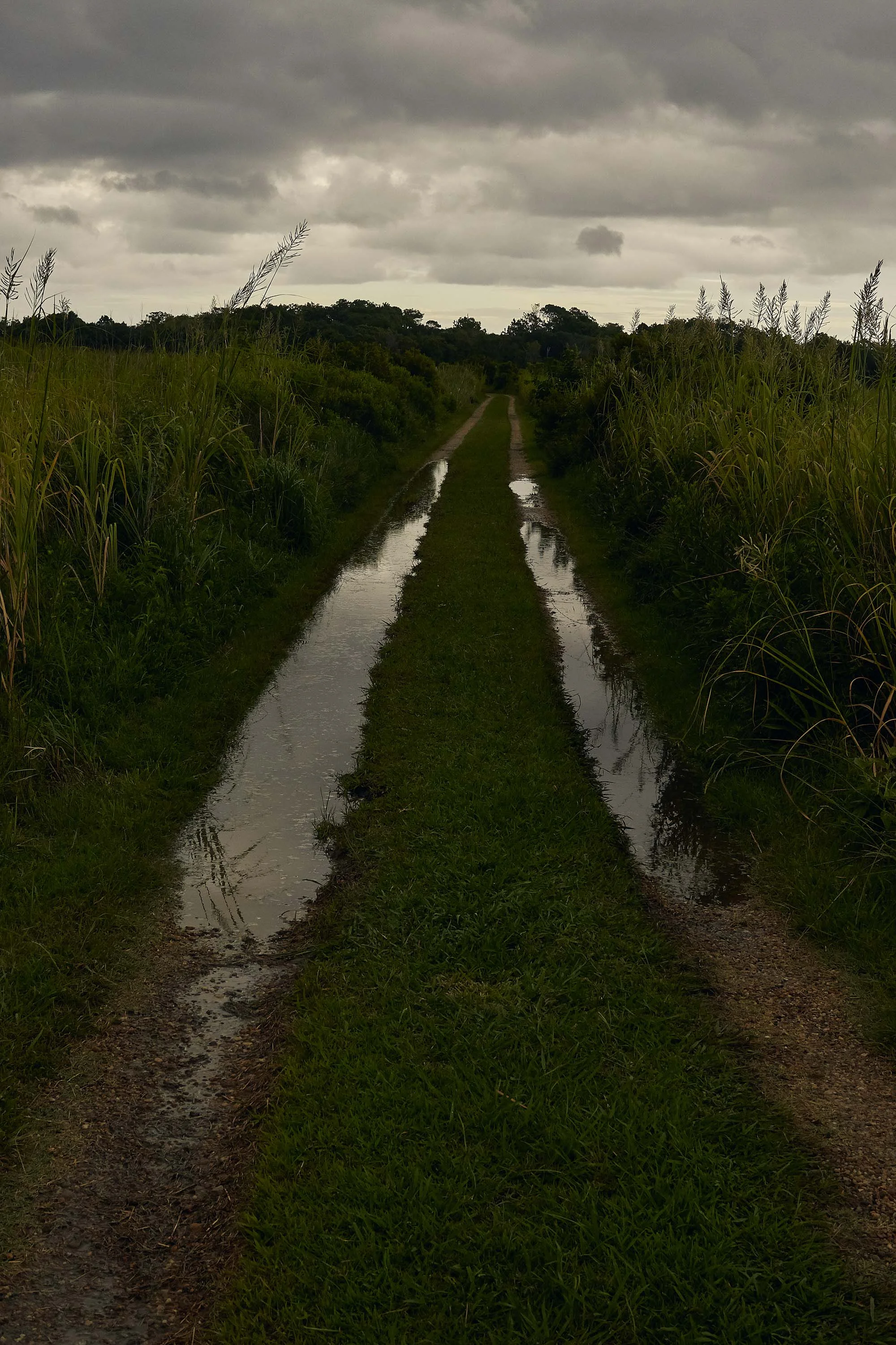 image of saltwater intrusion in marsh